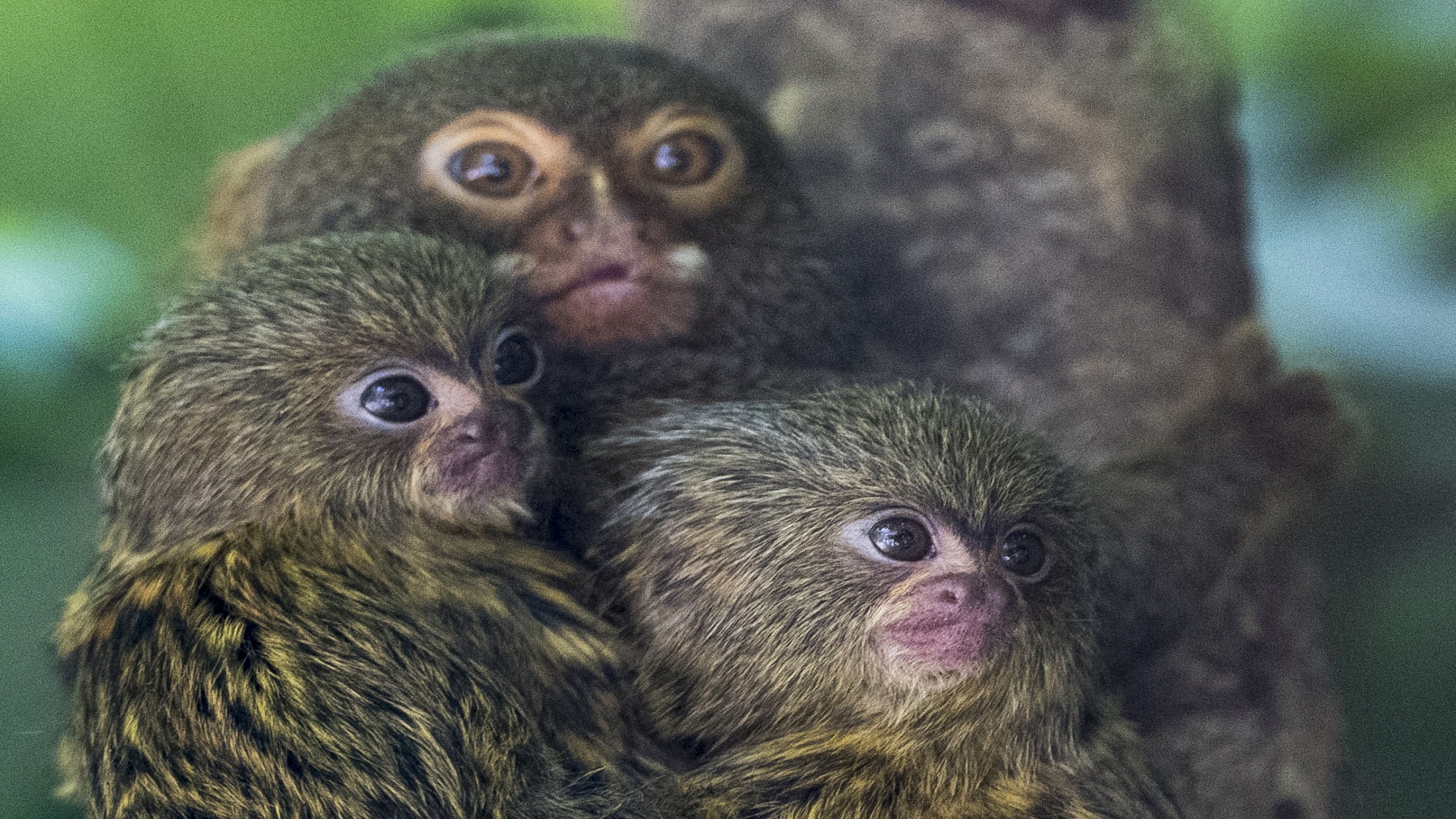 Image for the title: Tiny marmoset twins debut at British zoo 