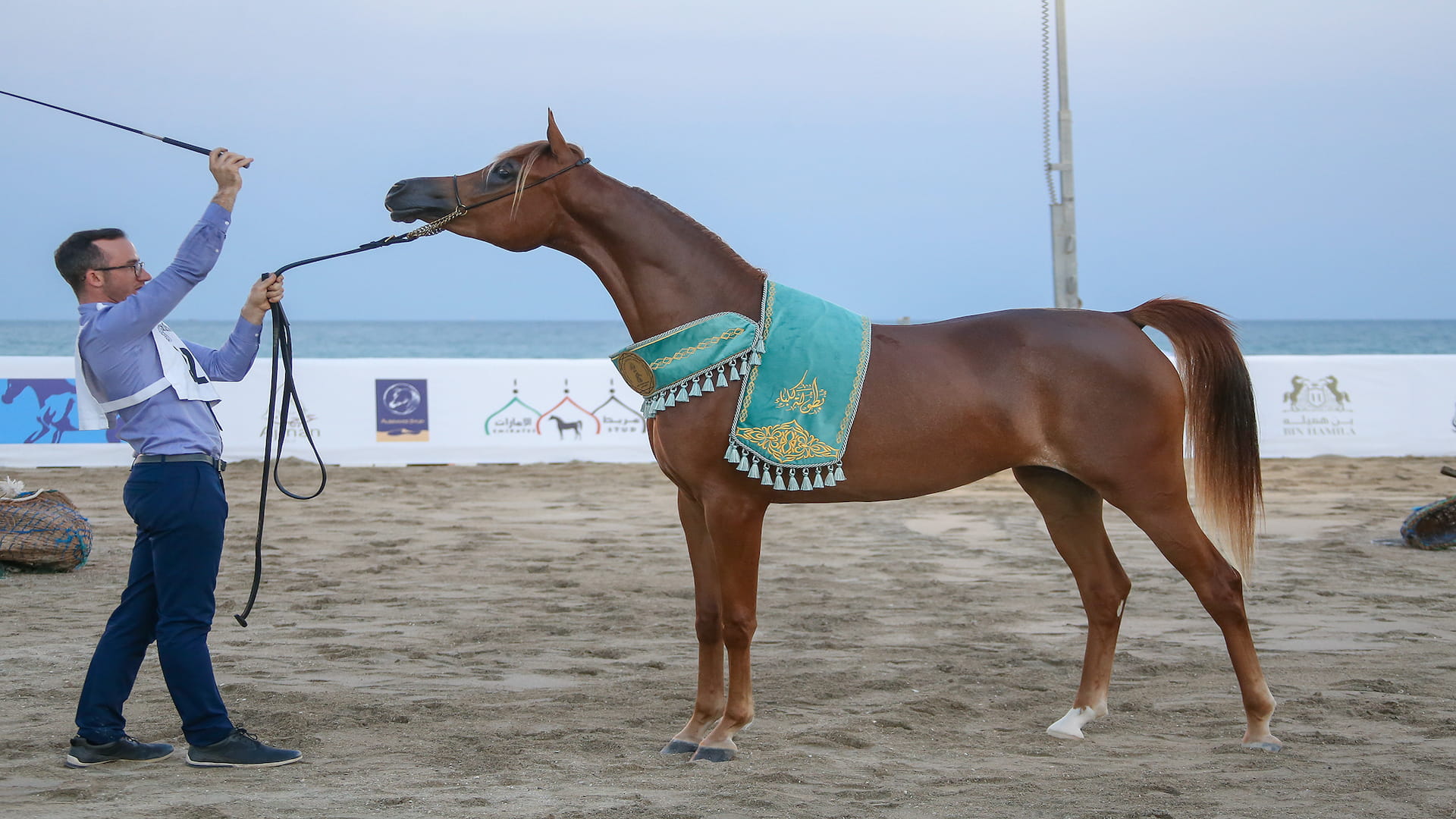 صورة بعنوان: مهرجان الشارقة كلباء للجواد العربي الـ2 ينطلق الأربعاء 