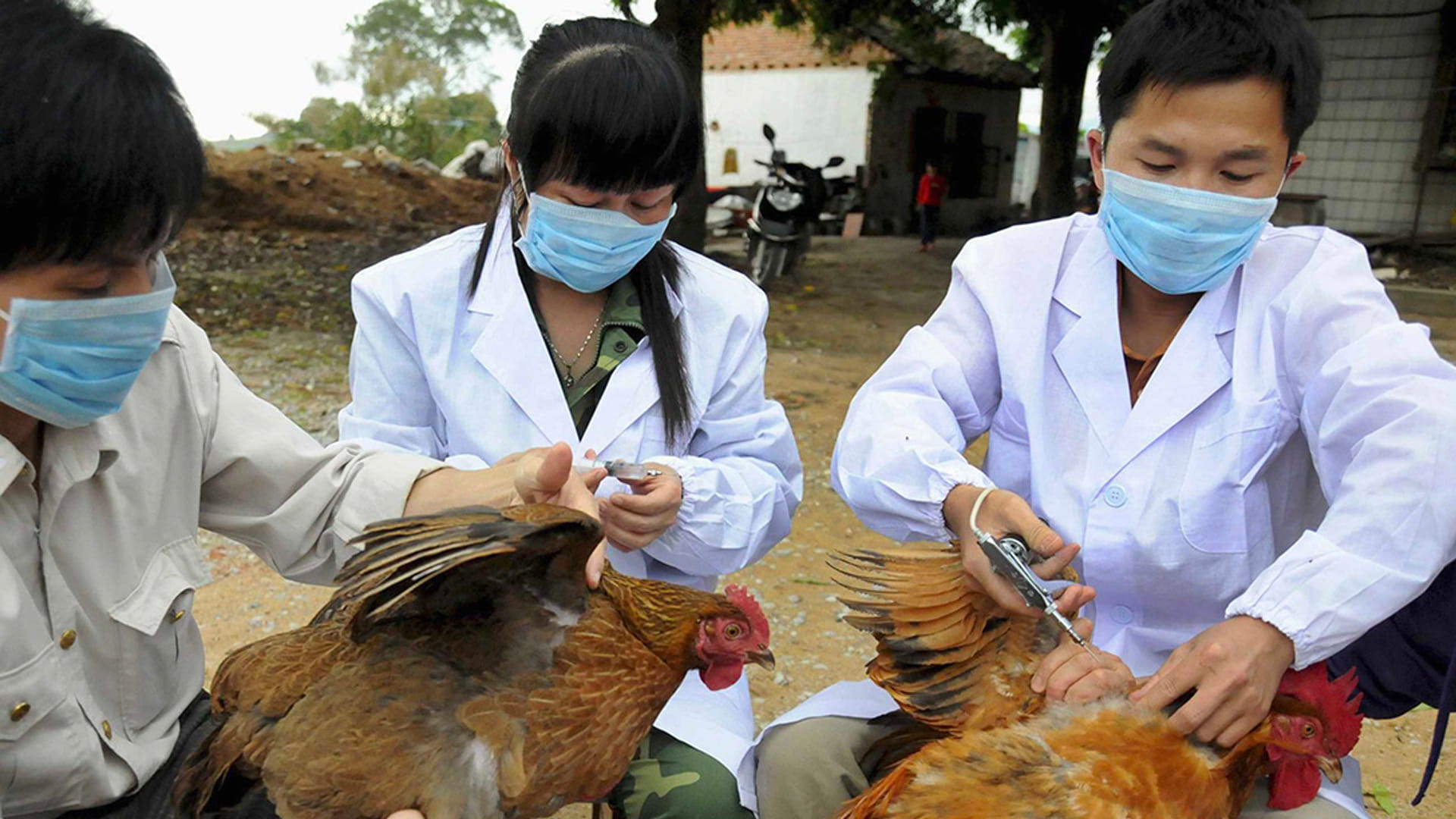 صورة بعنوان: اليابان تعدم 330 ألف دجاجة بمزرعة انتشرت فيها أنفلونزا الطيور 