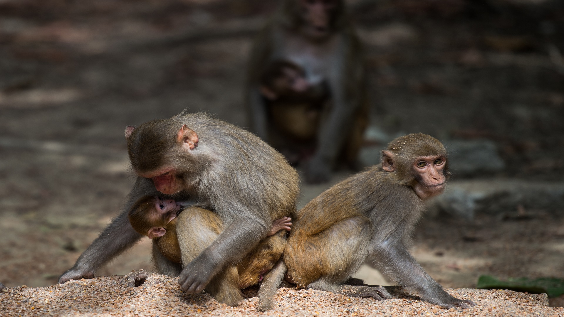 Image for the title: Zoo monkeys prefer traffic noise to natural sounds: study 