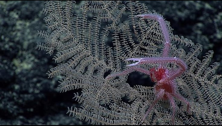 Image for the title: New coral species discovered on seabed for mining potential 