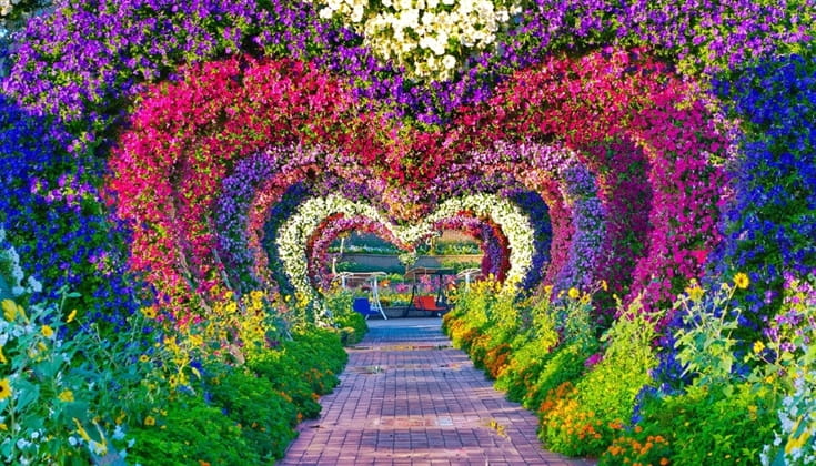 Image for the title: Dubai Miracle Garden reopens on 1st November 