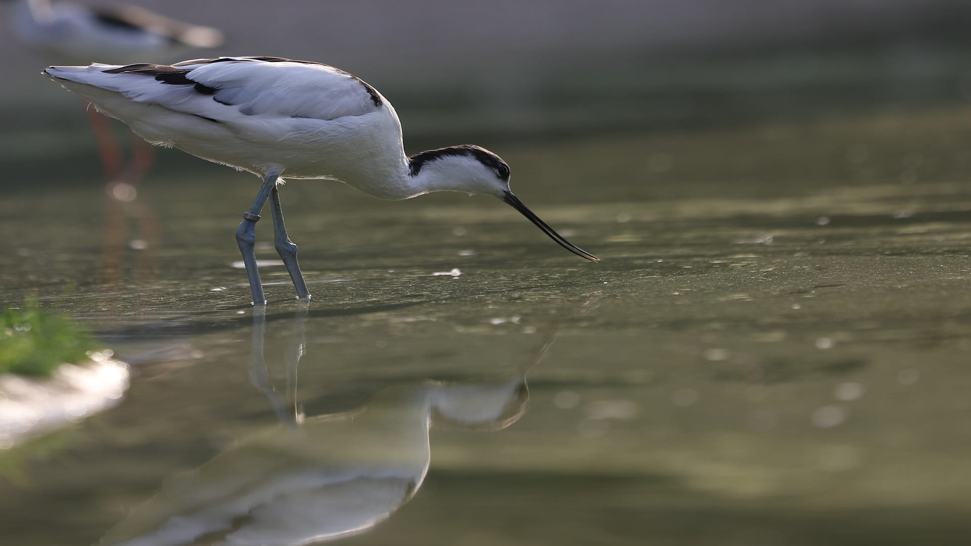 Image for the title: EPAA hails SEC’s decision on violating biodiversity conservation 