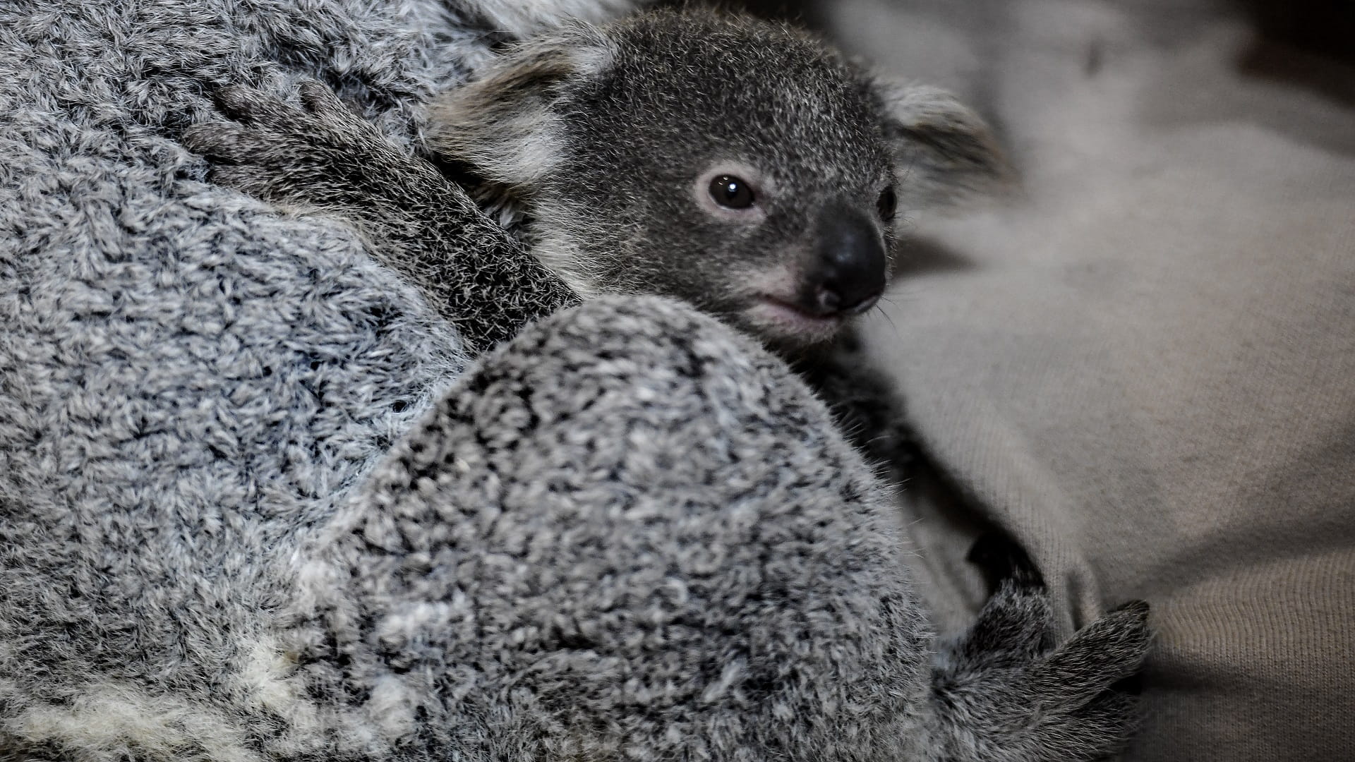 Image for the title: Sydney zoo's welcomes first baby koala in more than a year  