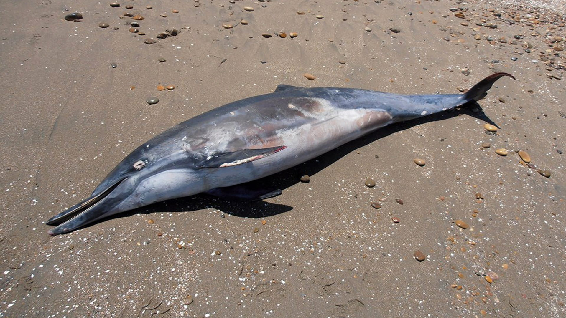 Image for the title: 86 dolphins found dead off Mozambique 