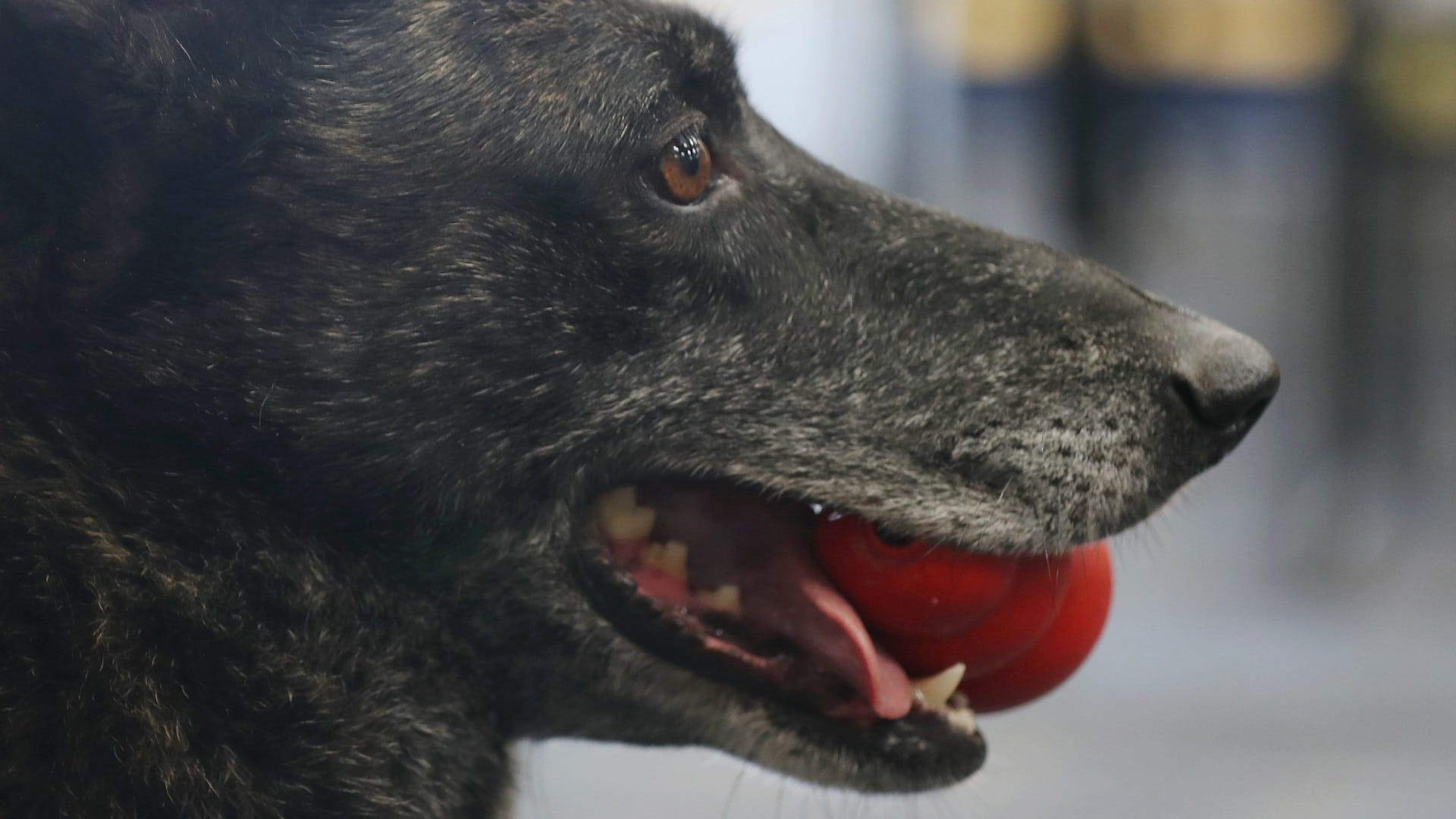 Image for the title: Dogs came to N. America with earliest humans: study 