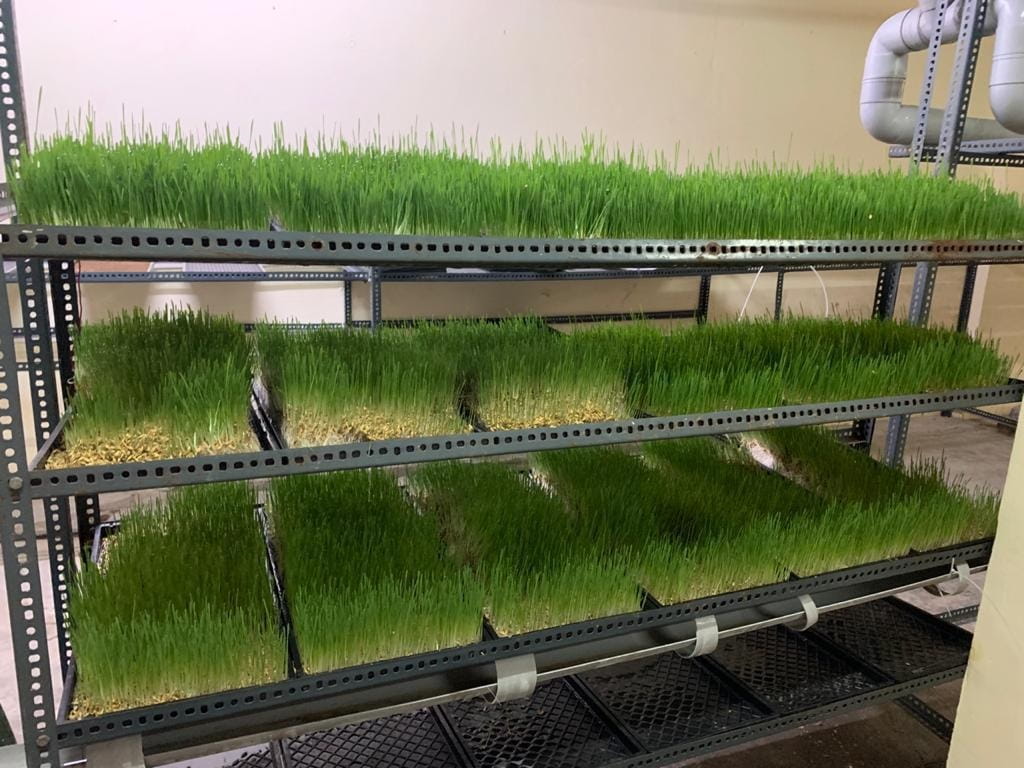 صورة بعنوان: حرة الحمرية تستقطب أول شركة أعلاف تختص بالزراعة المائية في الدولة 