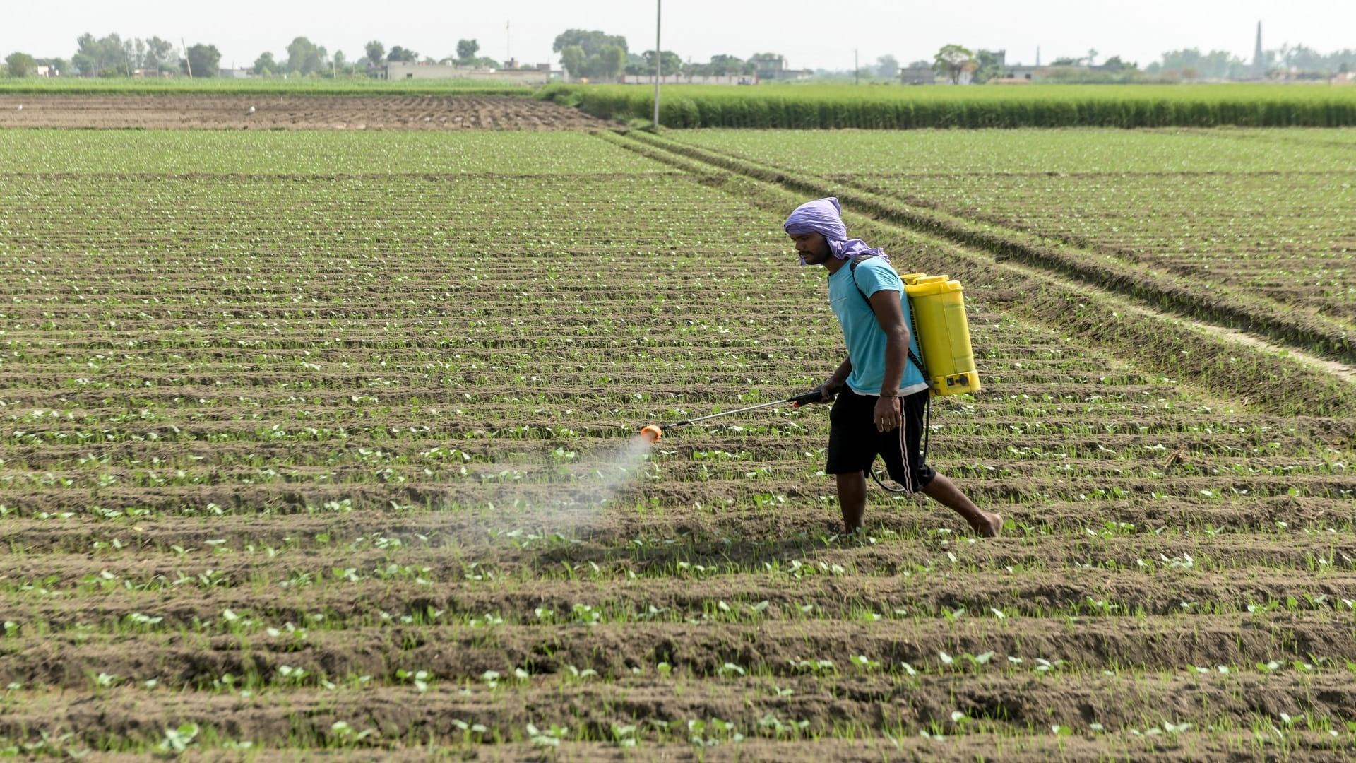 صورة بعنوان: التعرض المكثف للمبيدات يزيد خطر الإصابة بسرطان الدم النخاعي الحاد 