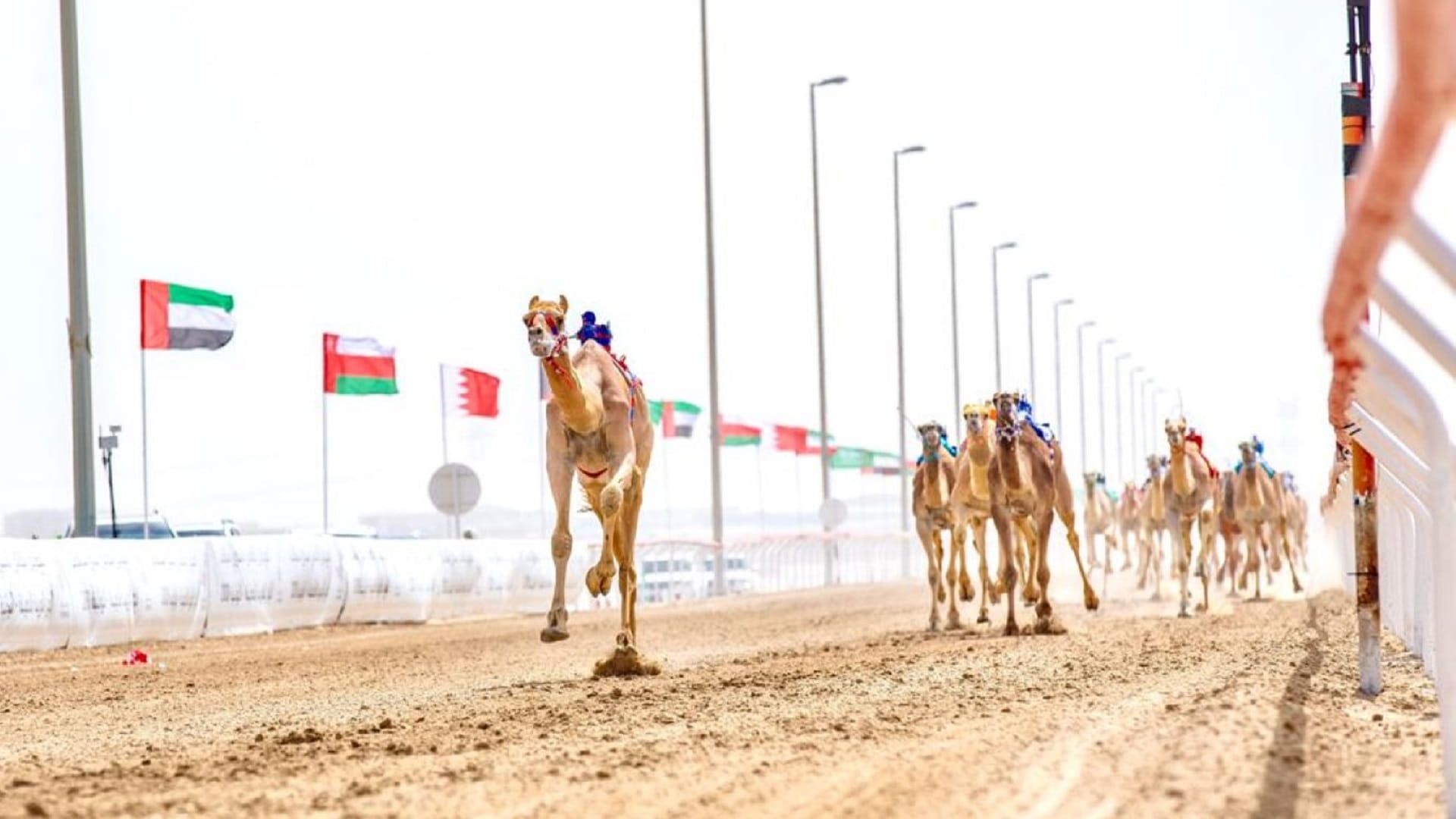 Image for the title: Final Annual Camel Races Festival 'Wathba 2021' starts Monday 