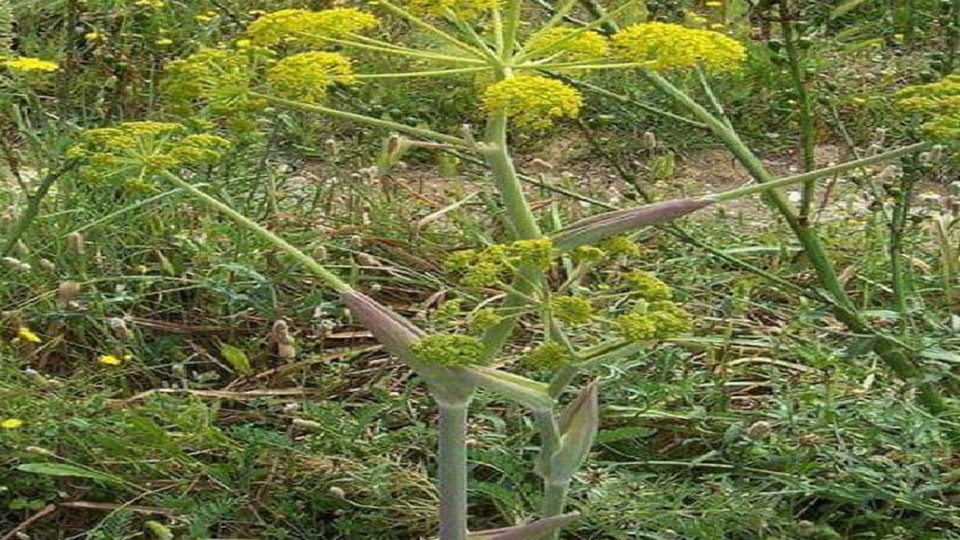 صورة بعنوان: بأمل جديد...مادة تستخلص من نبات الدرياس فعالة جداً ضد فيروس كورونا 