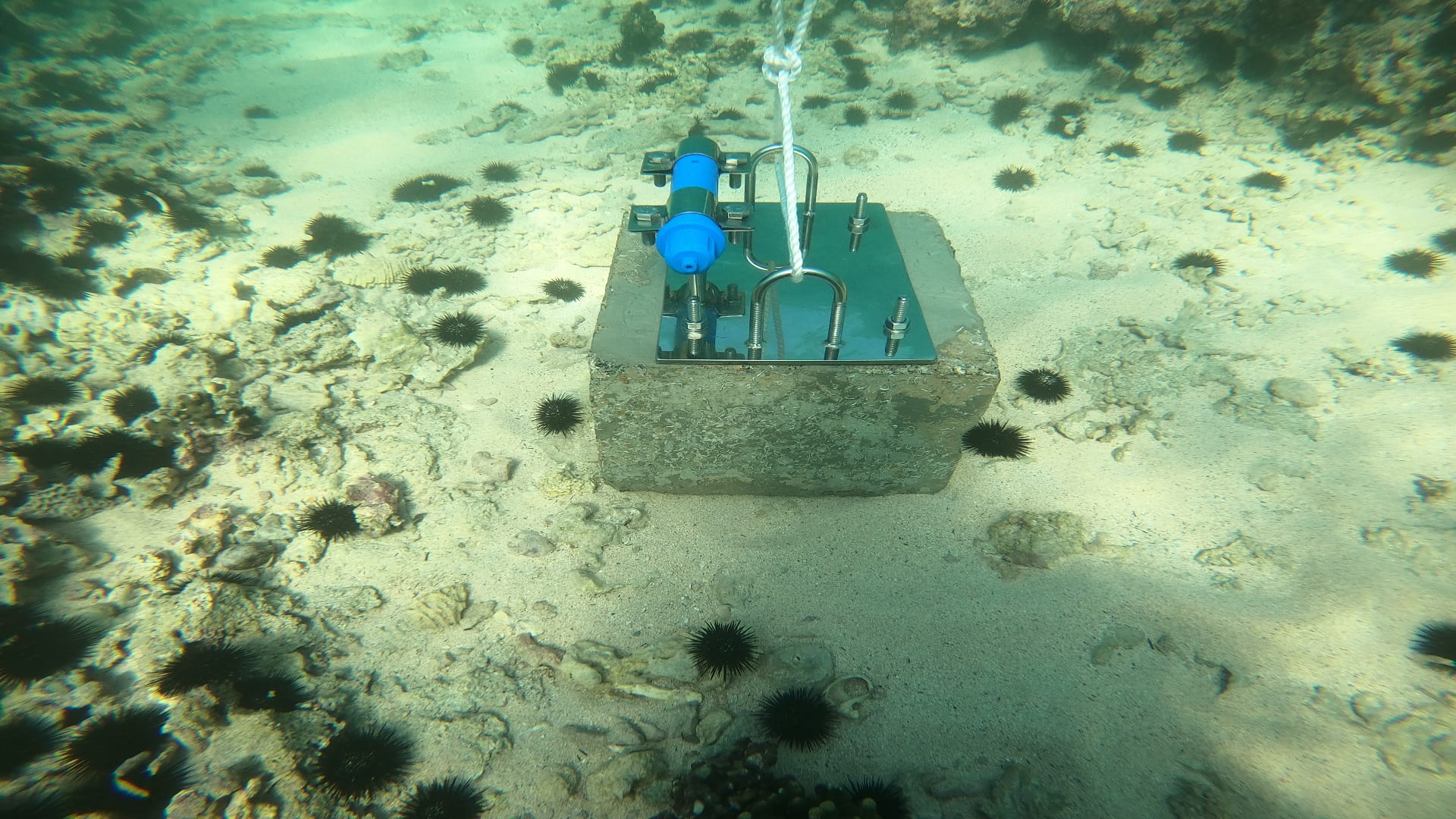 صورة بعنوان: "البيئة والمحميات" ترصد العوامل الجوية والبحرية بمحمية صير بونعير 