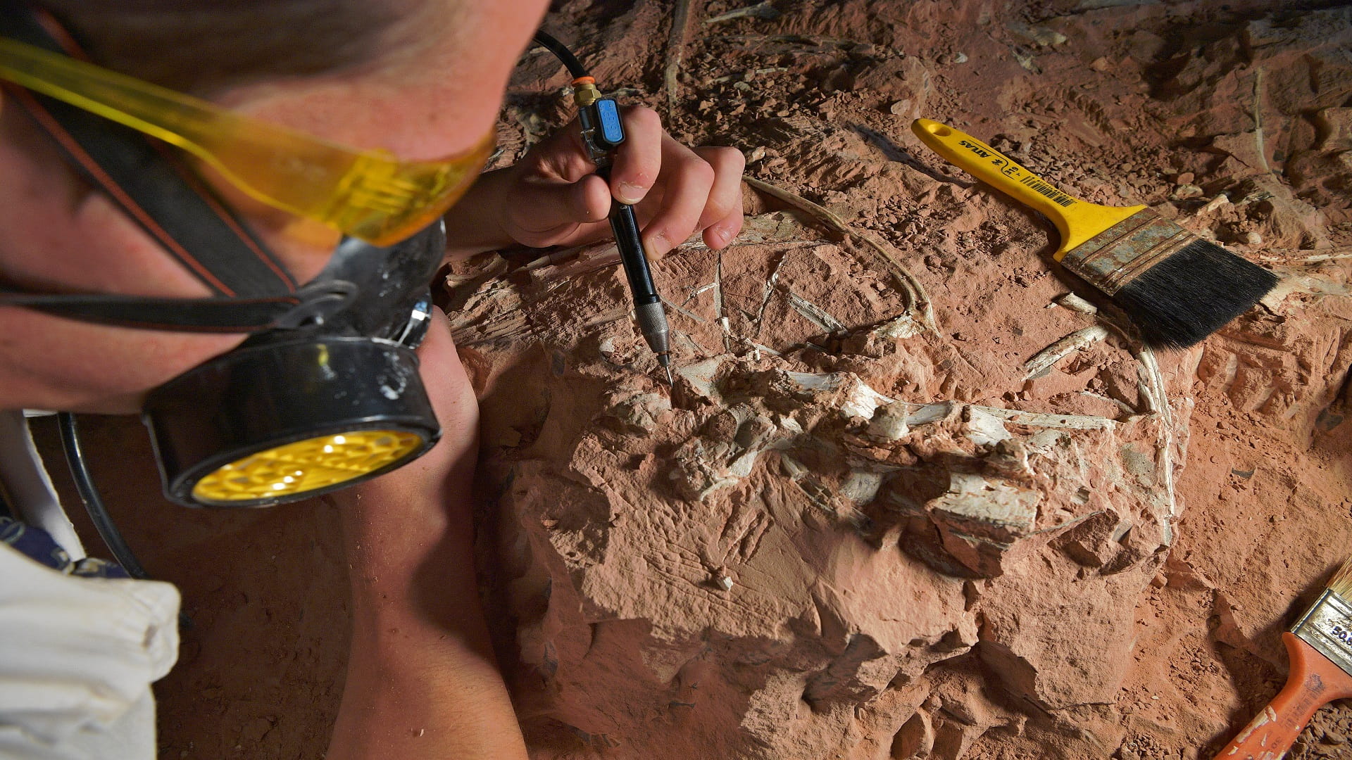 Image for the title: New Patagonian dinosaur may be largest yet 