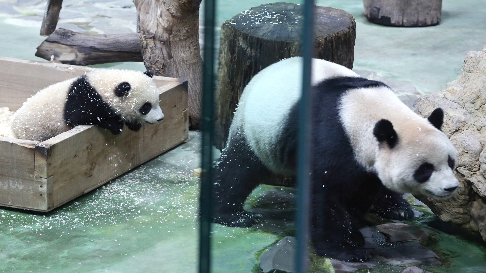 Image for the title: Playful panda cub makes virtual debut at Zoo in Washington 