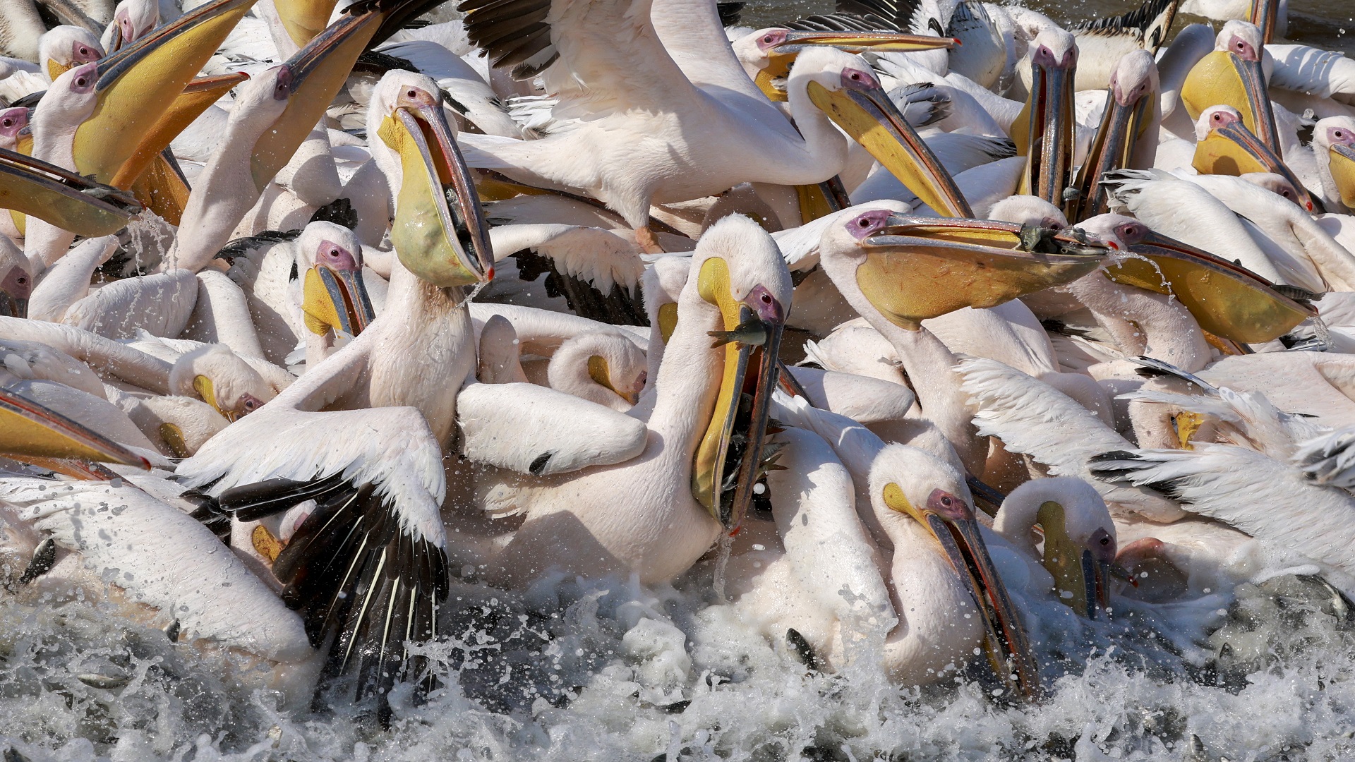 Image for the title: Bird flu behind mass pelican deaths in Senegal 