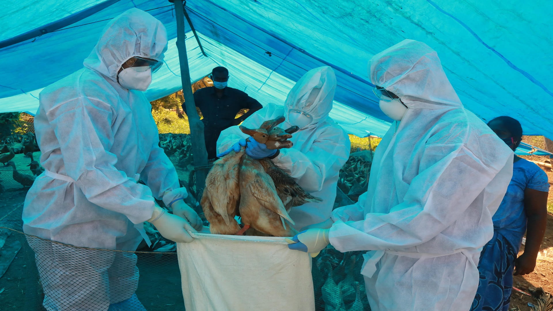 Image for the title: China reports first human case of H10N3 bird flu 