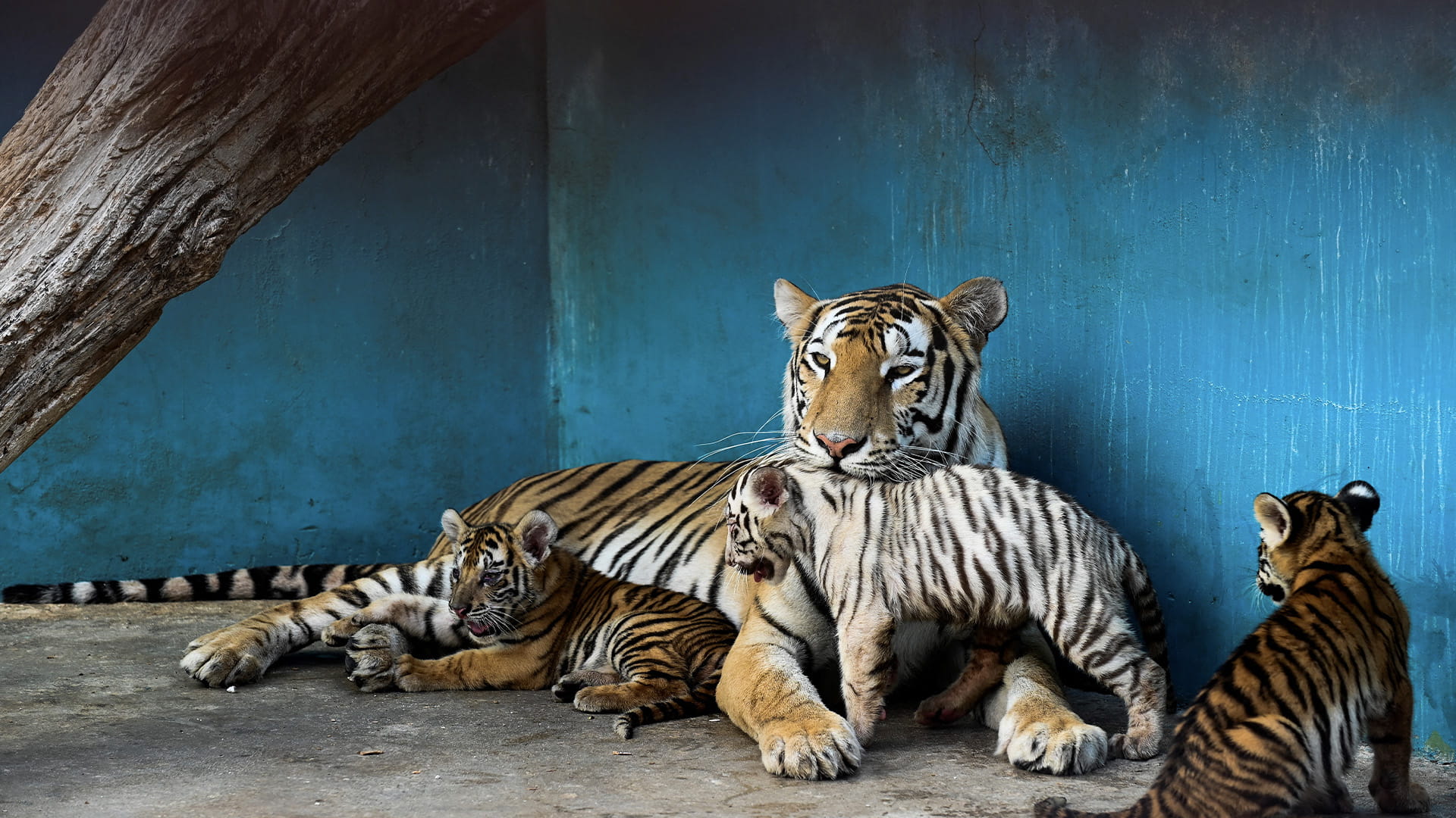 Image for the title: Havana Zoo introduces Yanek, a rare white tiger, Cuba's first 