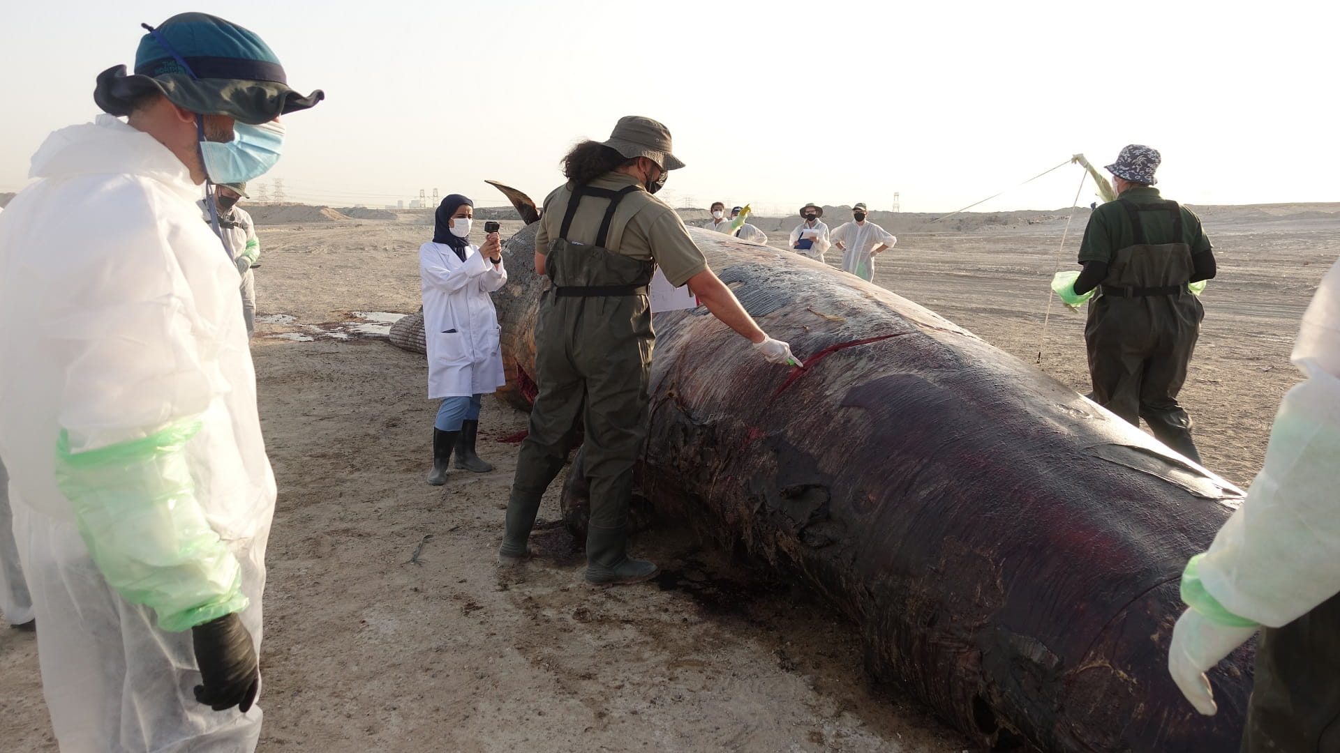 صورة بعنوان: "البيئة والمحميات" تشارك في تشريح حوت برايدي  