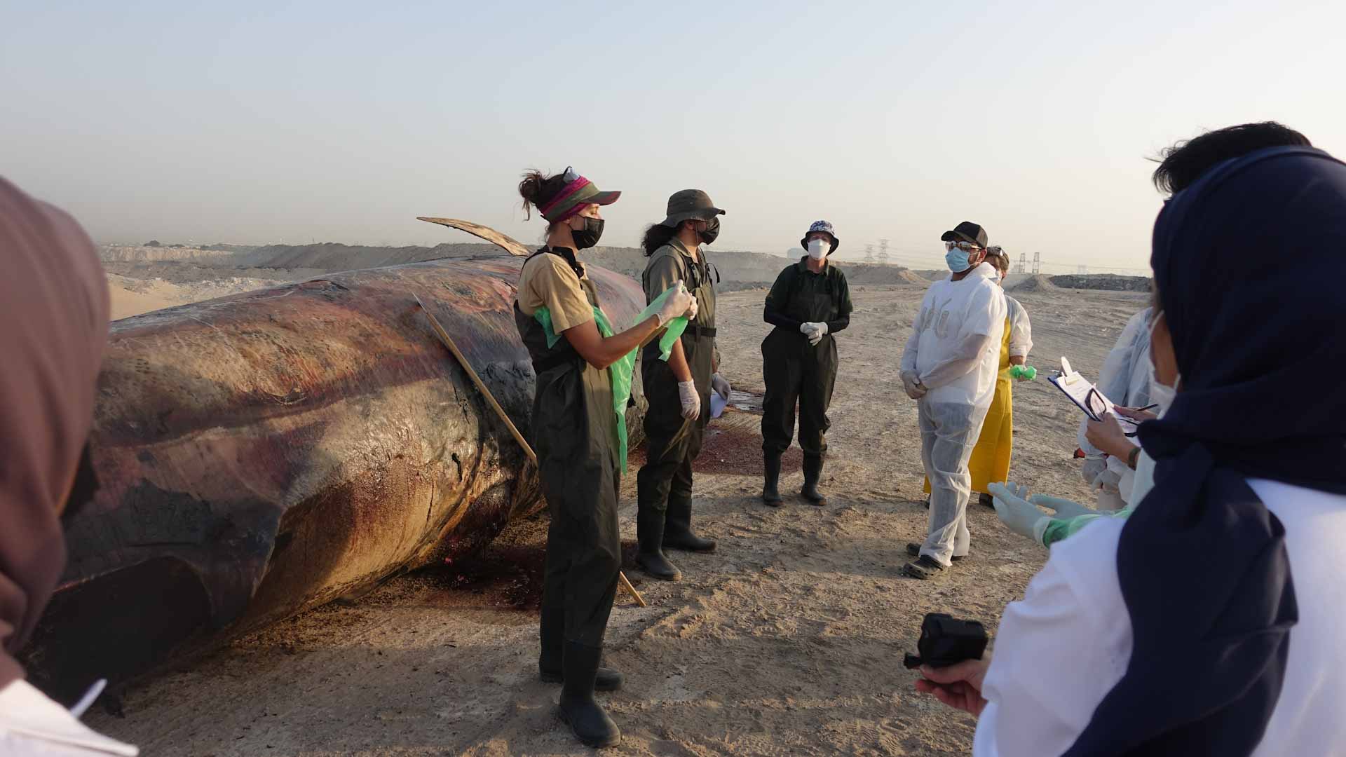 Image for the title: EPAA participates in a Bryde's Whale necropsy with ZU 