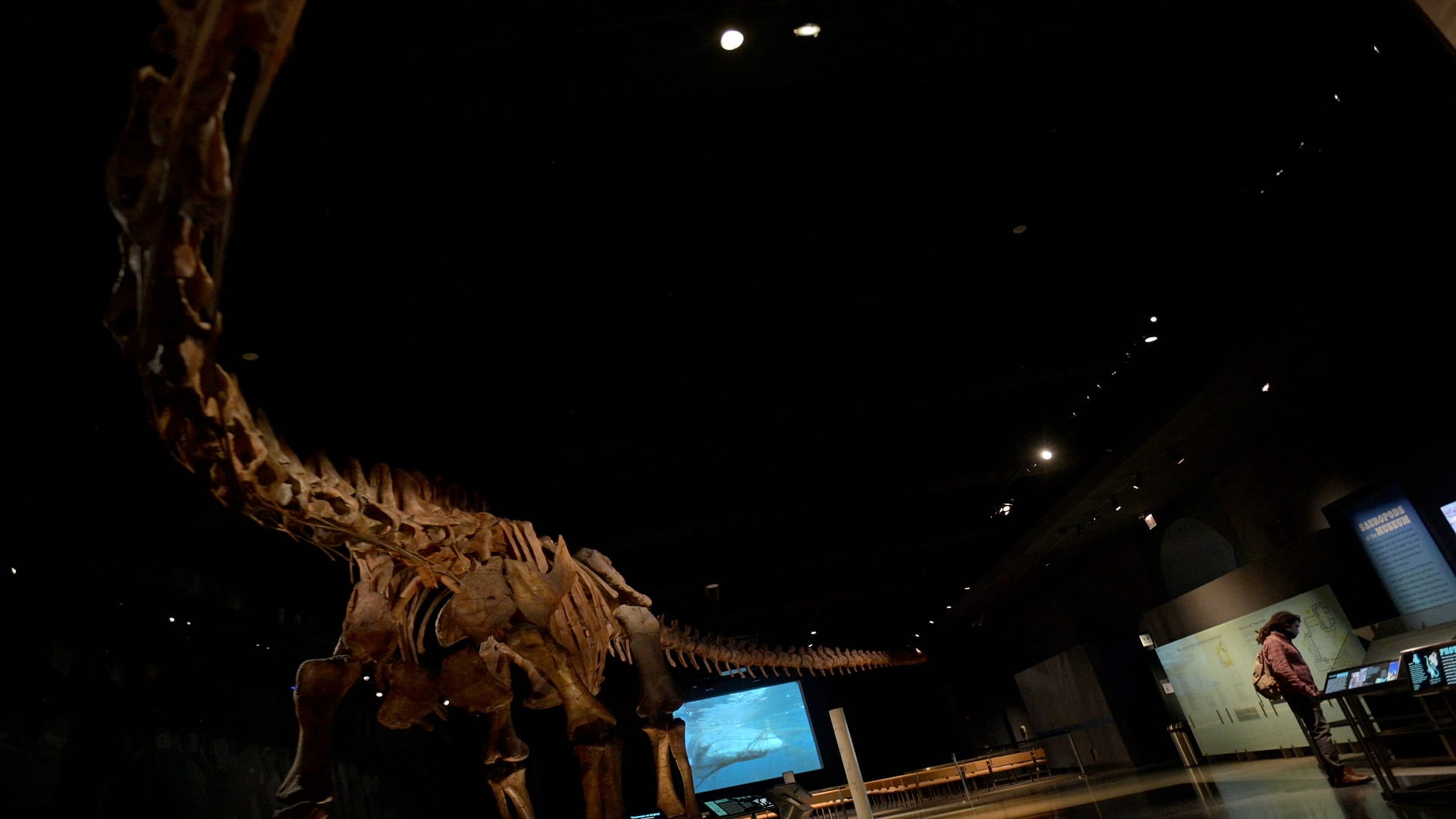 Image for the title: Argentine titanosaur may be oldest yet: study 