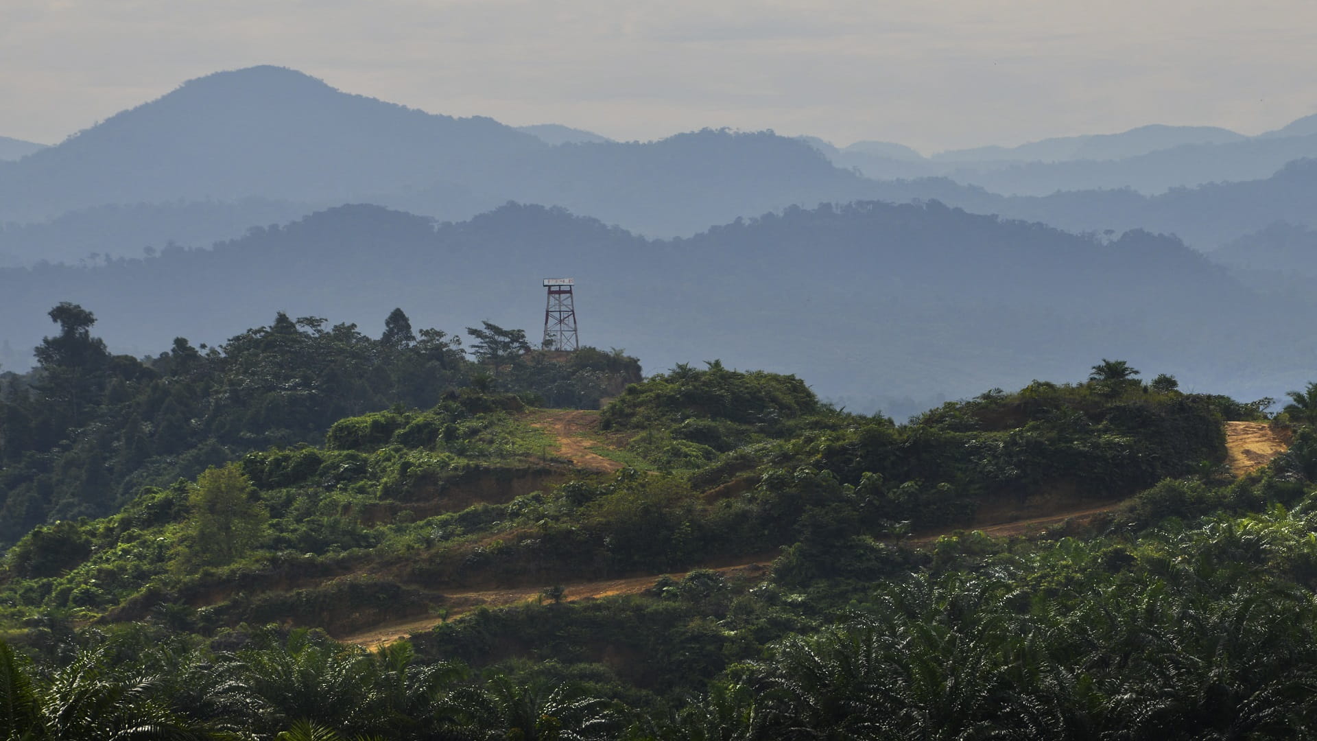 Image for the title: Study: Facing public pressure, palm oil firms are going green 