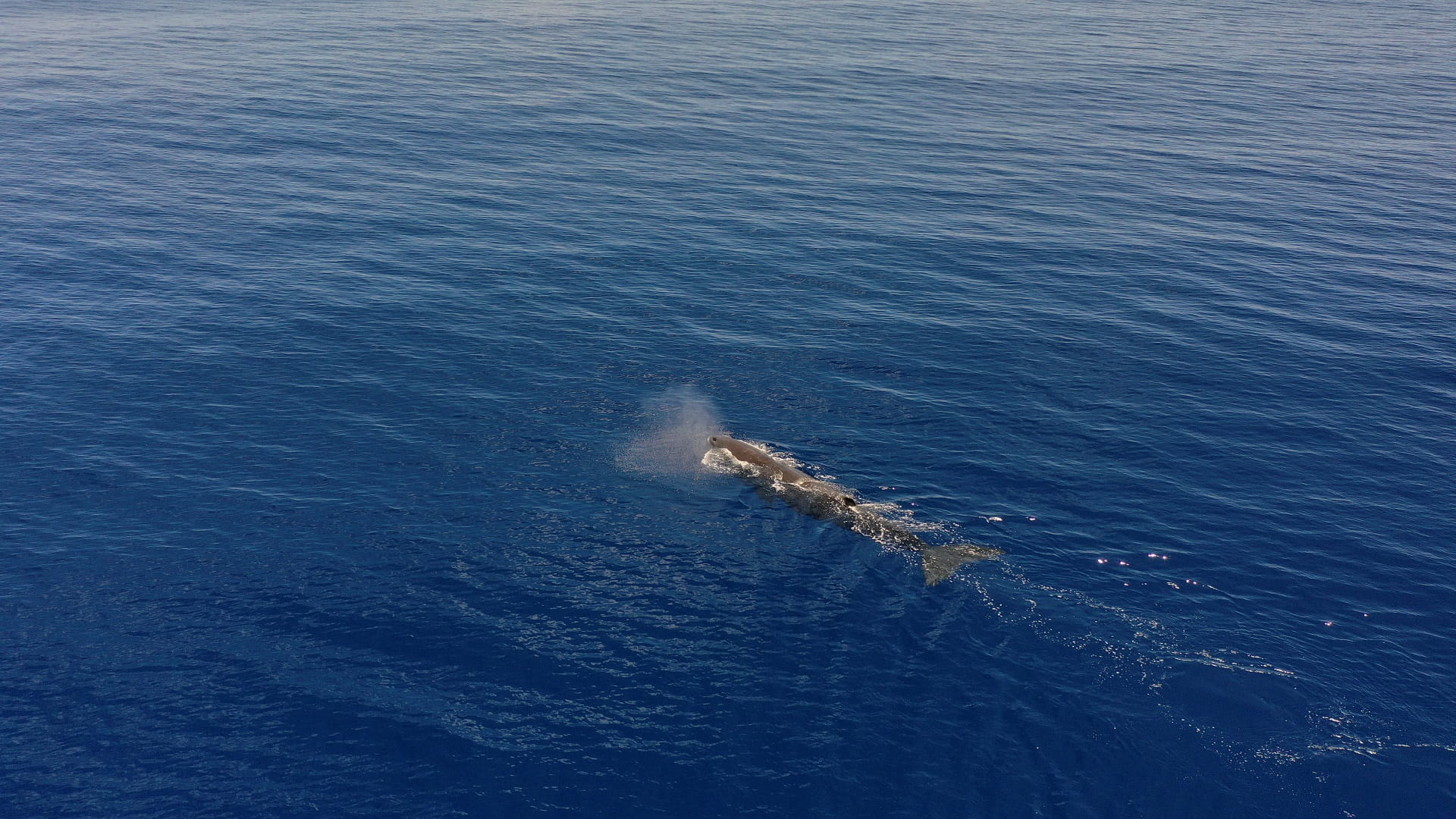 Image for the title: Whale sightings aid quest to protect wildlife in Indian Ocean 