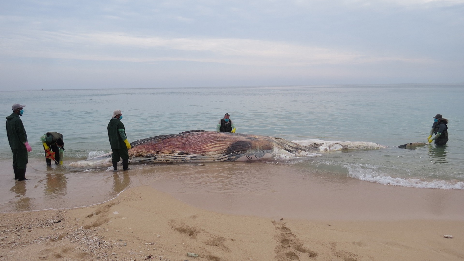 Image for the title: EPAA launches Sharjah Strandings Response Programme 