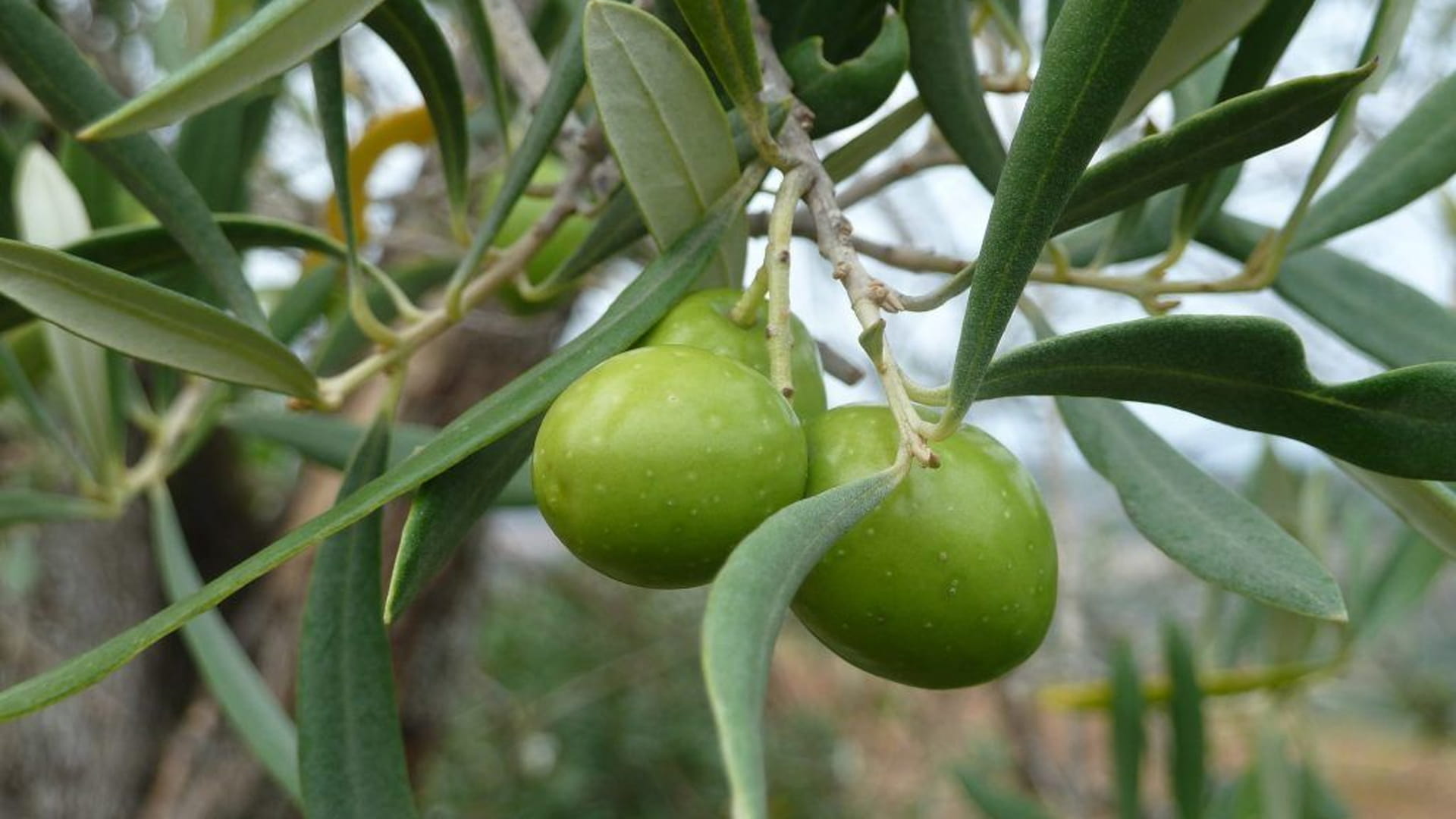 صورة بعنوان: في معركة البقاء...صراع بين شجرة الزيتون واكسيللا  