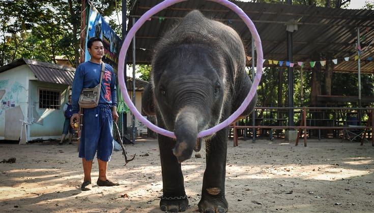 elephants-in-thailand--broken--for-lucrative-animal-tourism-1 