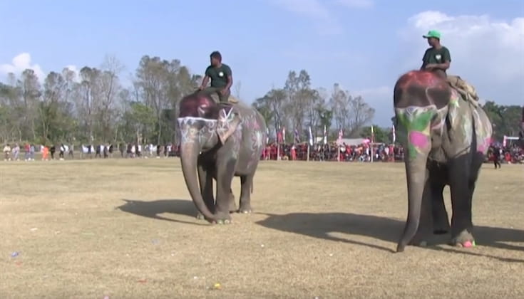 muraled-elephants-participate-in-beauty-pageant-in-nepal-1 
