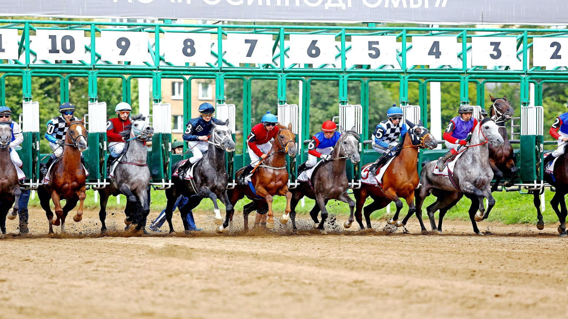 صورة بعنوان: 9  أحصنة تتنافس على كأس رئيس الدولة للخيول العربية في جولة روسيا  