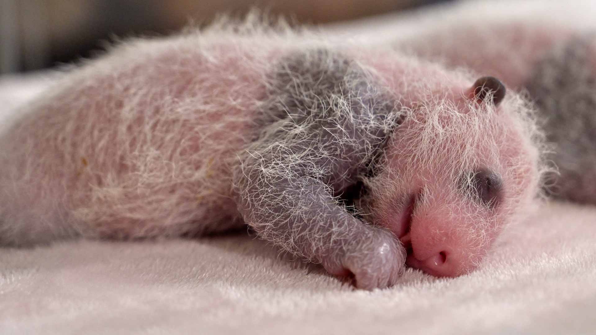 Image for the title: Singapore zoo breeds first panda cub  