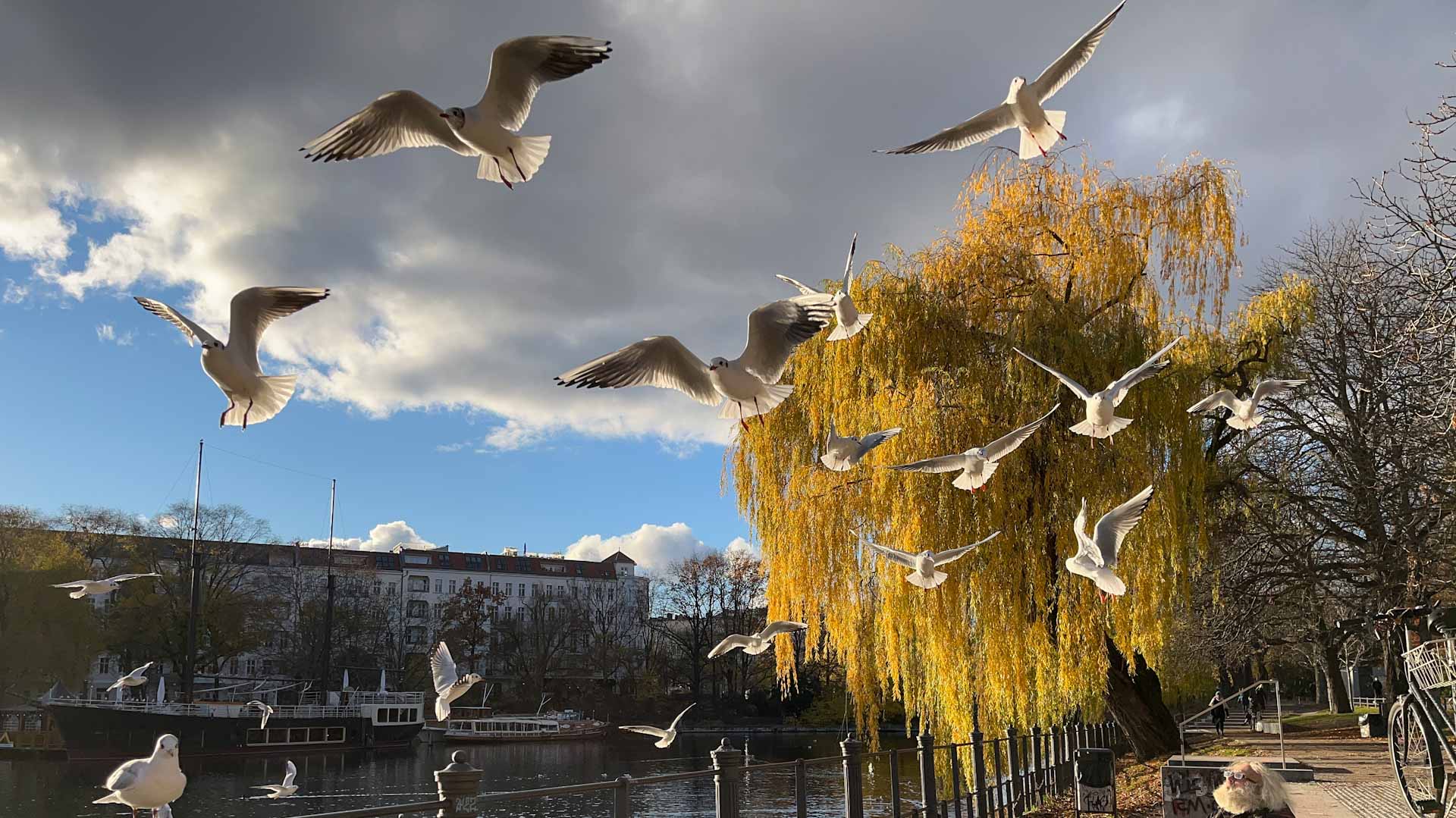 Image for the title: Nearly 30 percent of UK birds endangered, report warns 