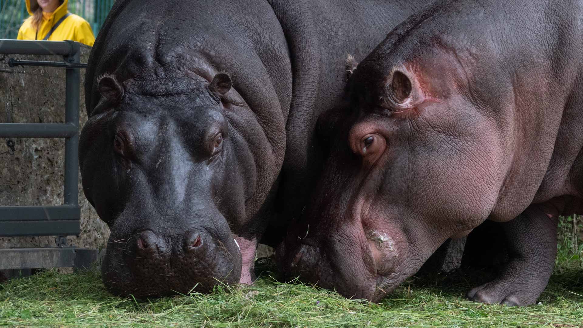 صورة بعنوان: إصابة فرسي نهر في حديقة حيوانات بلجيكية بـ "كوفيد-19" 