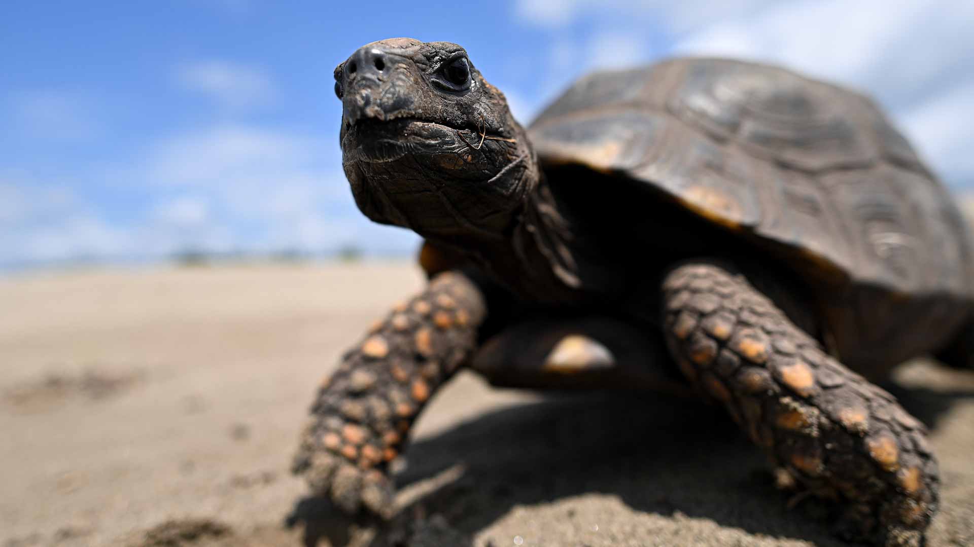 Image for the title: Wildlife team cradles green turtles babies from beach to sea 