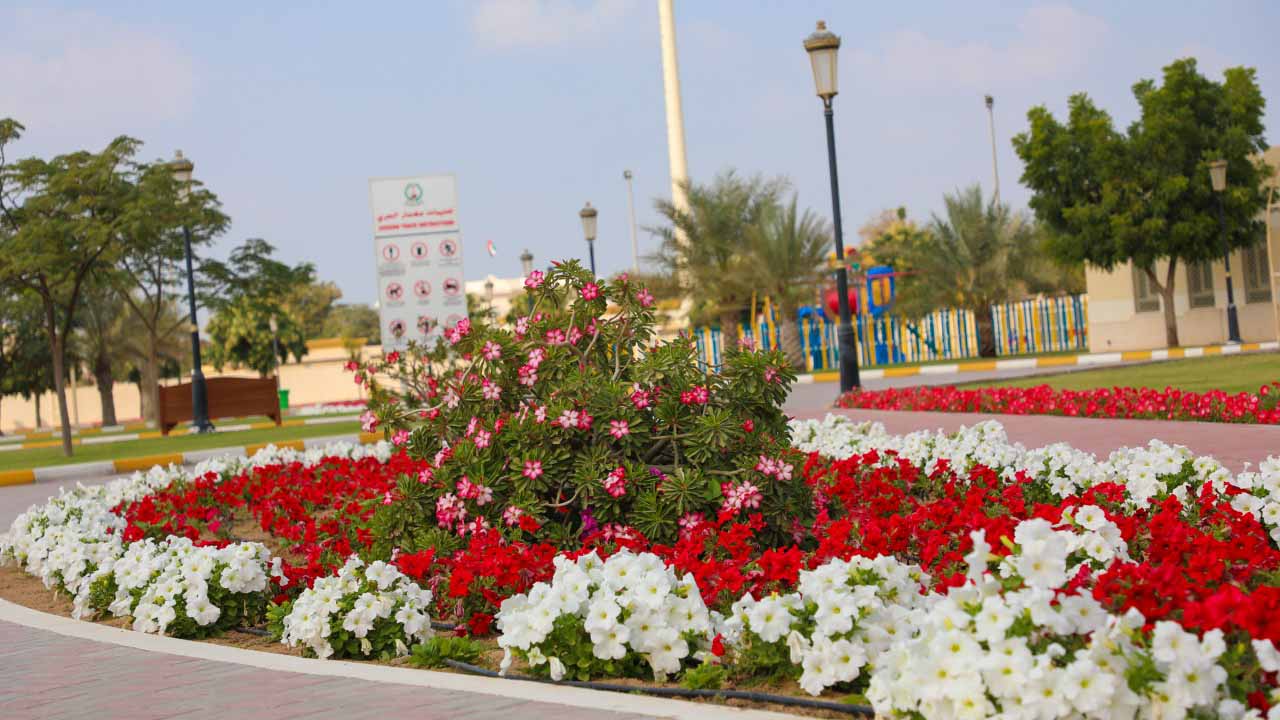 Image for the title: Al Hamriyah Municipality develops agricultural projects 