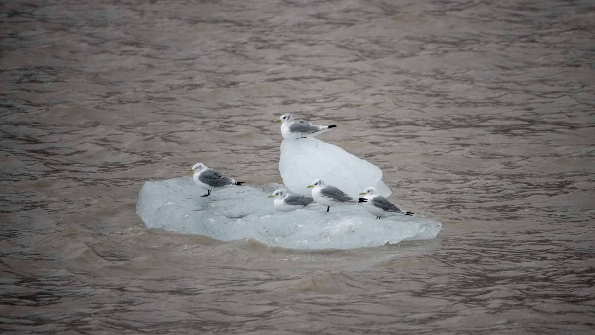 صورة بعنوان: جليد أنهار الهيمالايا يذوب بوتيرة "استثنائية" والسبب سكّان الأرض 