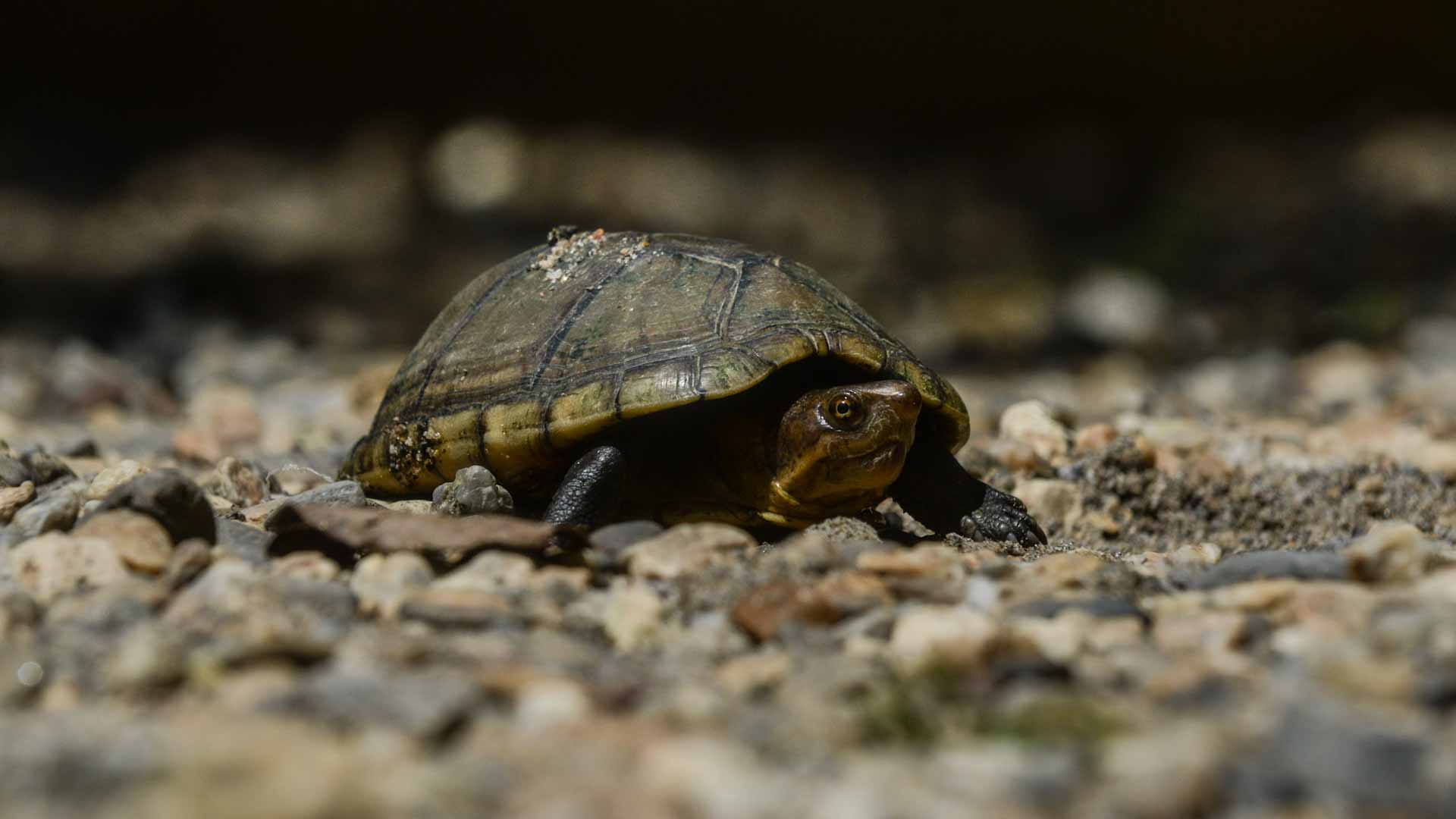 صورة بعنوان: بنغلاديش تُعيد سلاحف مهدّدة بالانقراض إلى موطنها الأصلي 