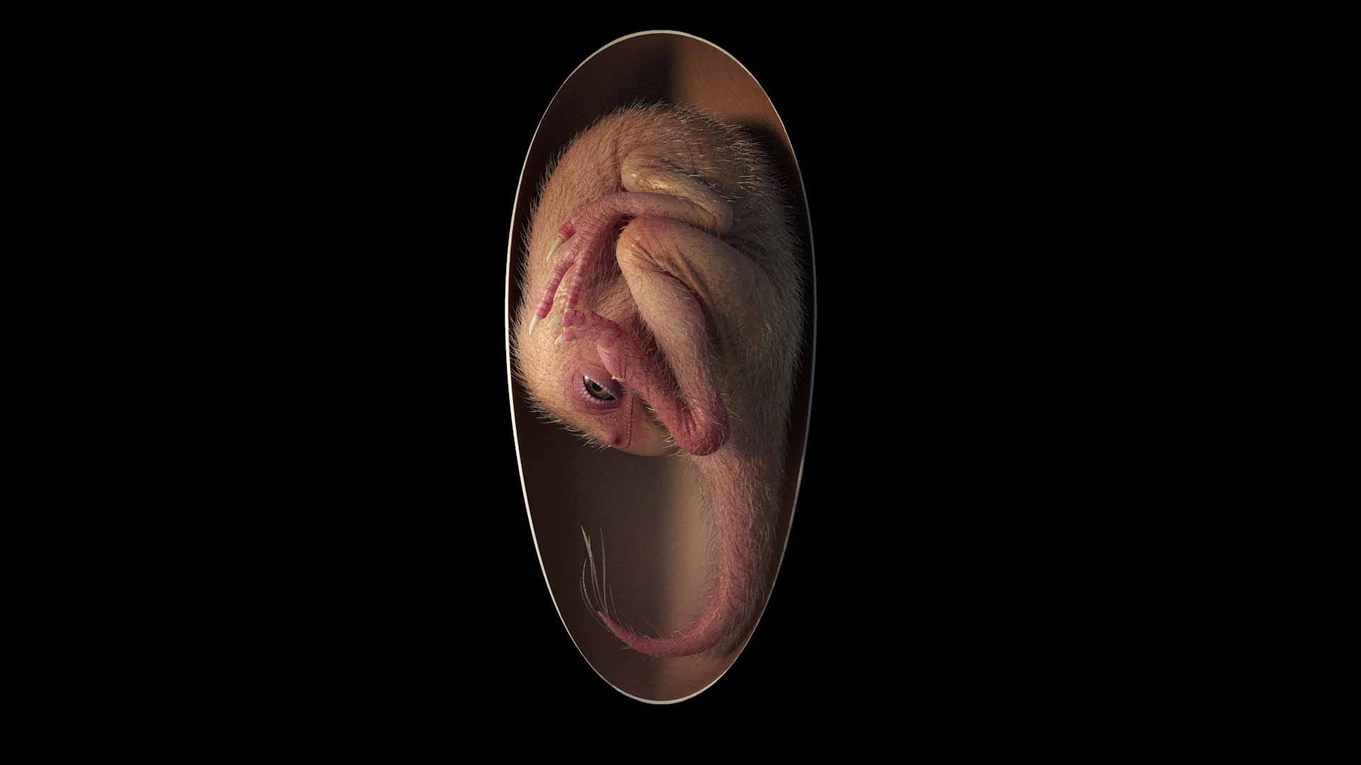 صورة بعنوان: 66 مليون عام عمر متحجرة لجنين ديناصور يتحضر للفقس على طريقة الطيور 