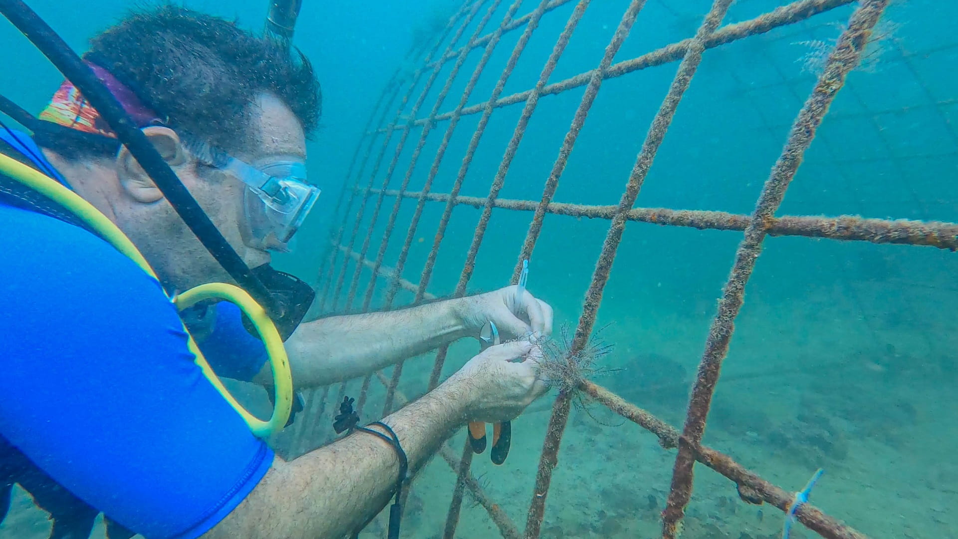 Image for the title: EPAA launches Al Hamriyah coral reef cultivation initiative 