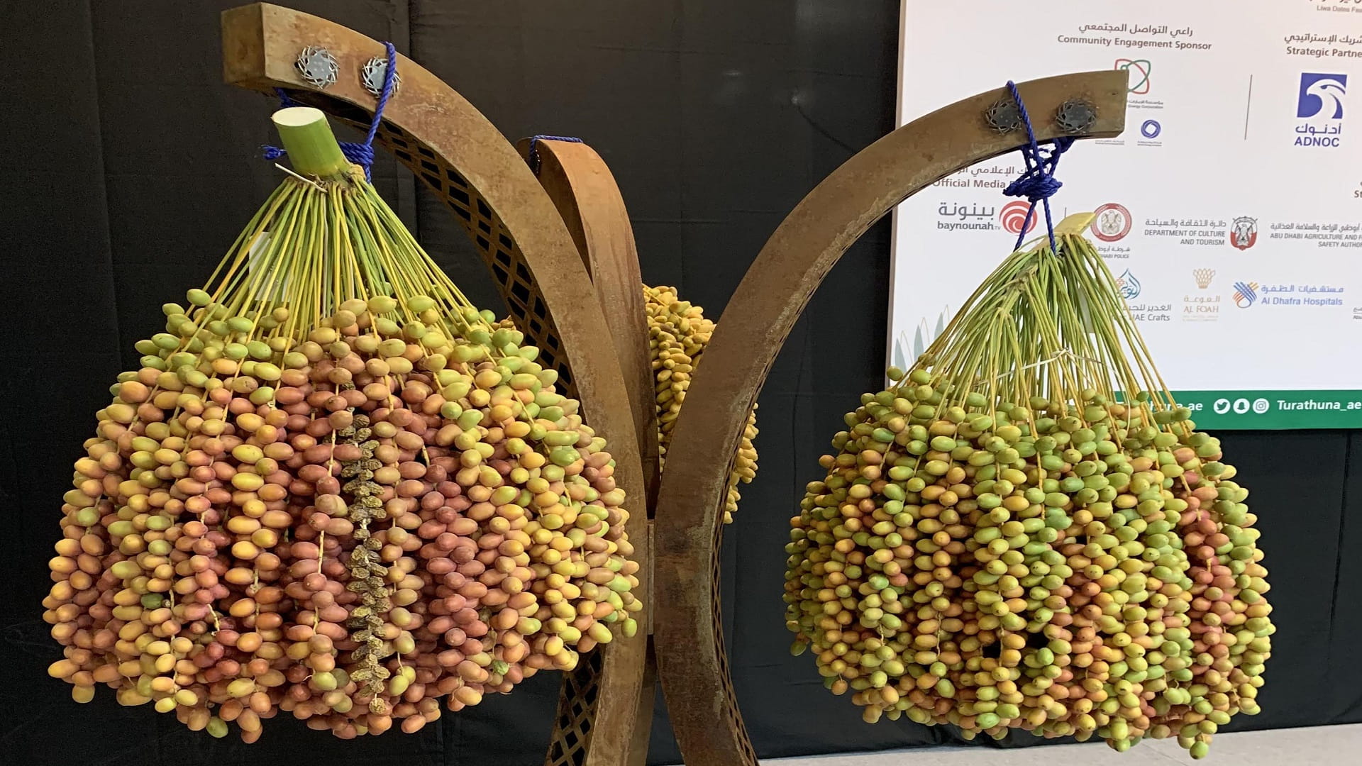 صورة بعنوان: "عذج" بوزن 106 كغم يحصد المركز الأول بمهرجان ليوا للرطب 