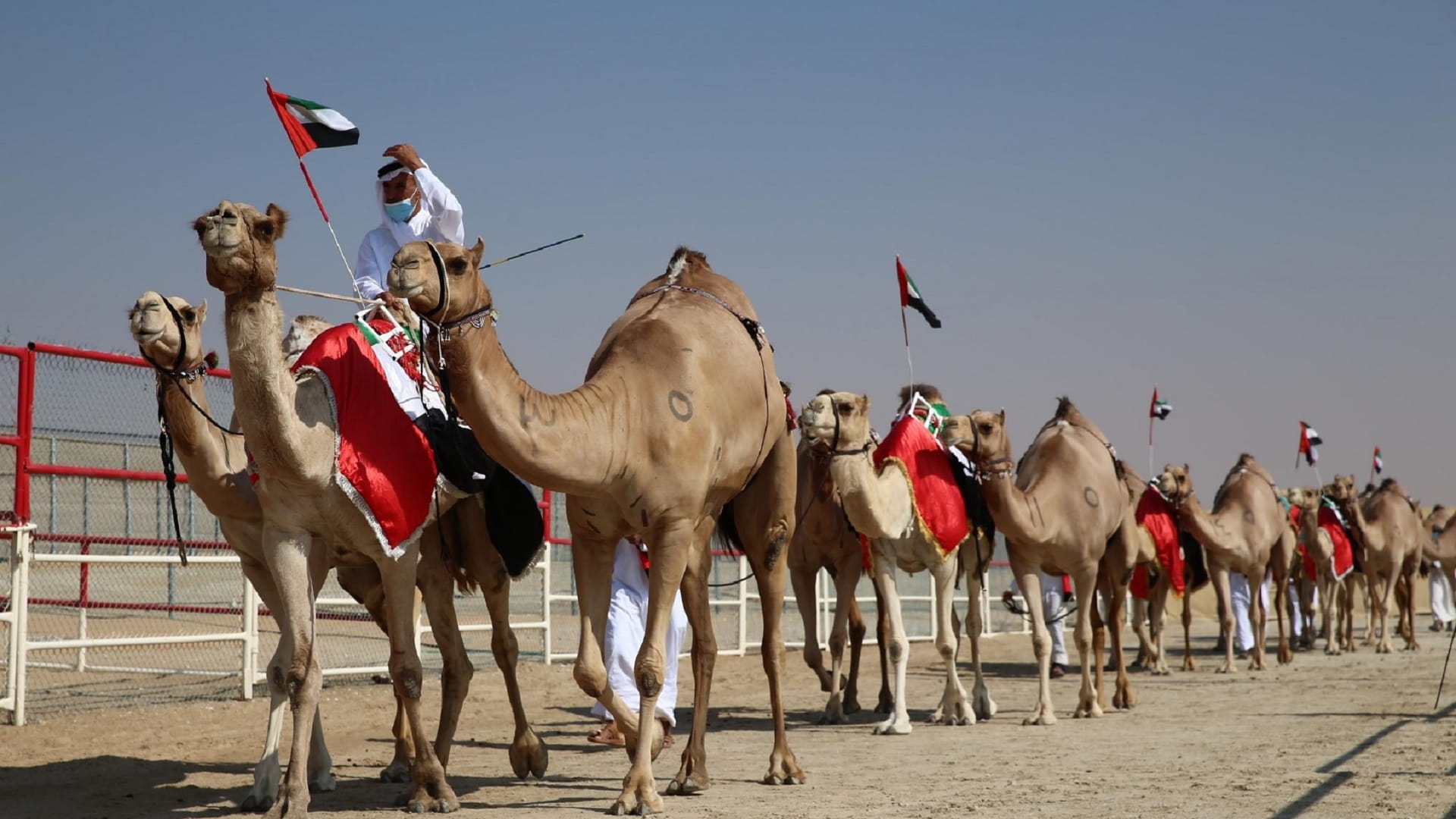 صورة بعنوان: توسيع نطاق مهرجان الظفرة ليتضمن مواقع وفعاليات وجوائز إضافية 