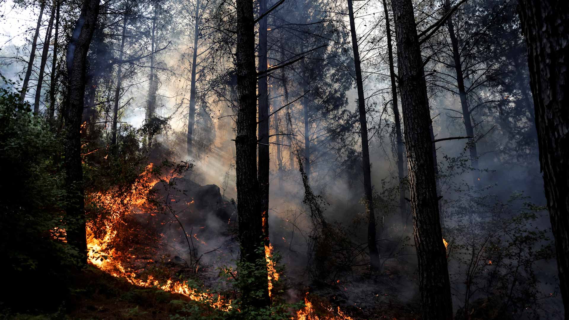 صورة بعنوان: اتساع نطاق حرائق الغابات في تركيا وأردوغان يتعهد بتعويض المتضررين 