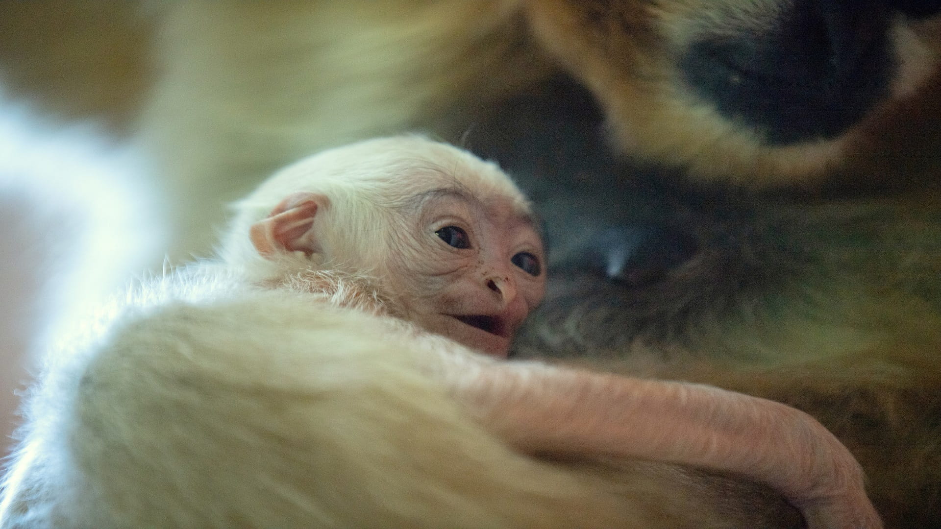 Image for the title: Rare white-cheeked gibbon born in Wroclaw Zoo 
