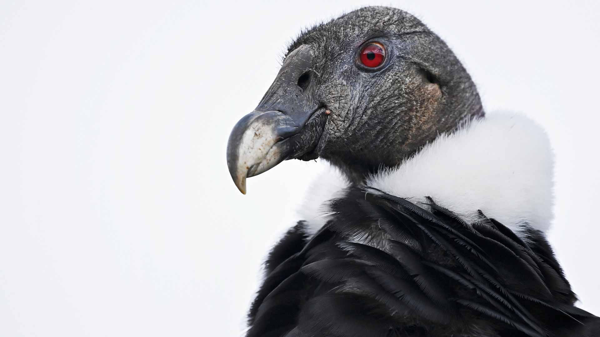 Image for the title: Study shows condors can reproduce without mating 