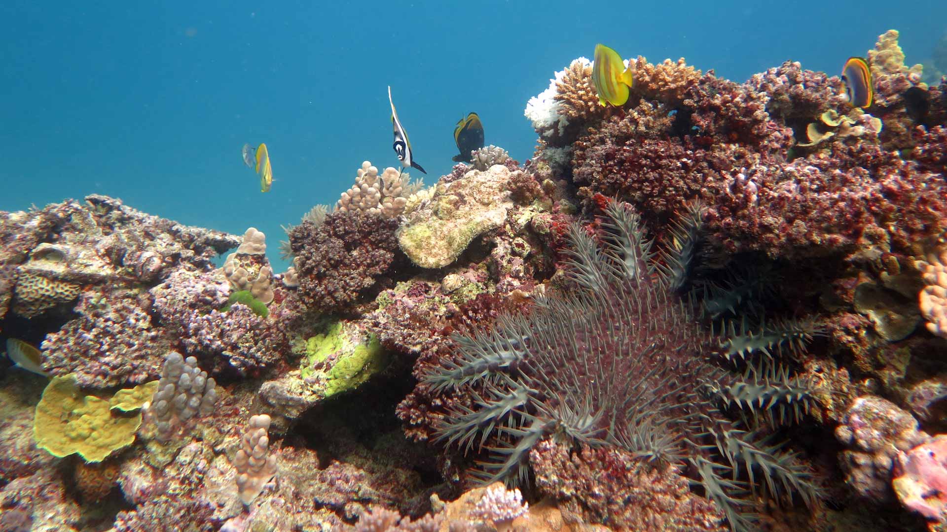 Image for the title: Coral bleaching impacts 98% of Great Barrier Reef: study 