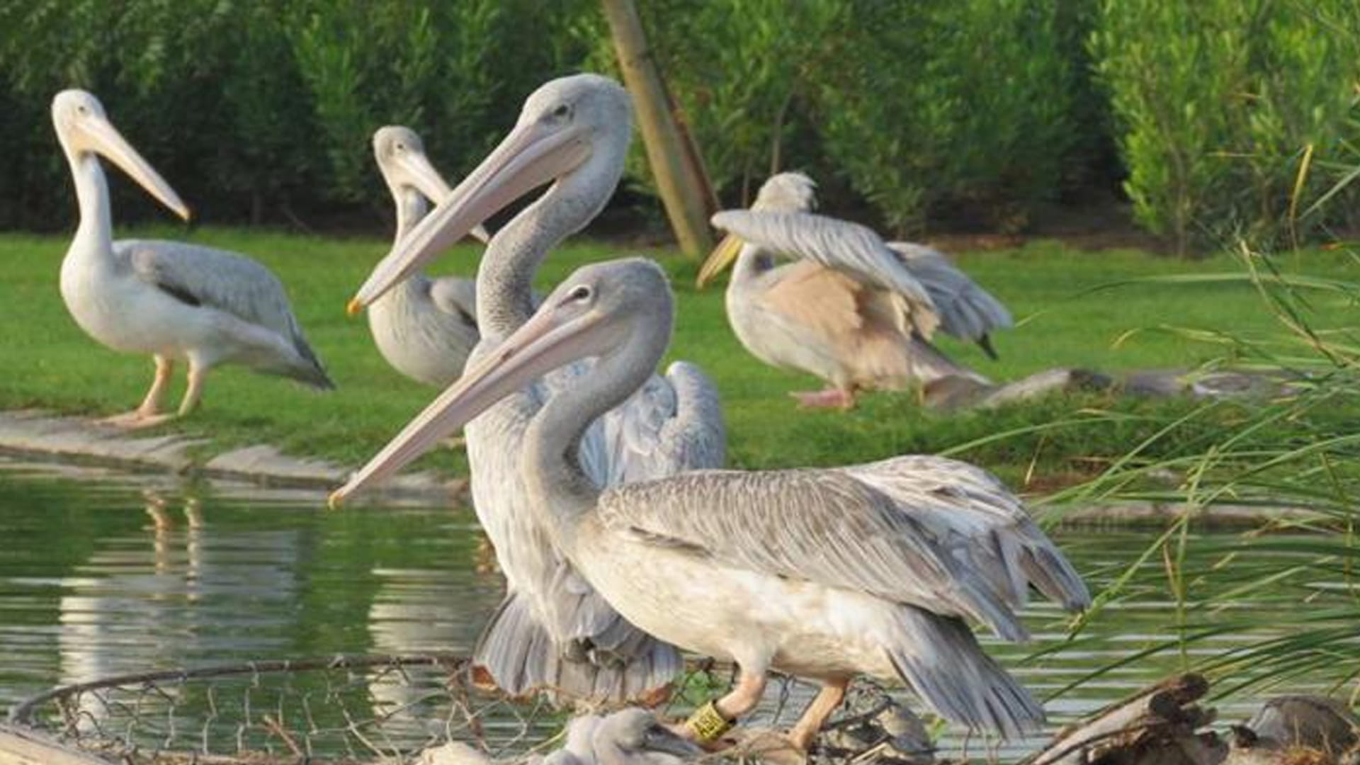 صورة بعنوان: 10 سنوات مع جائزة الشارقة للاستدامة لتعزيز مفهوم البيئة الخضراء   