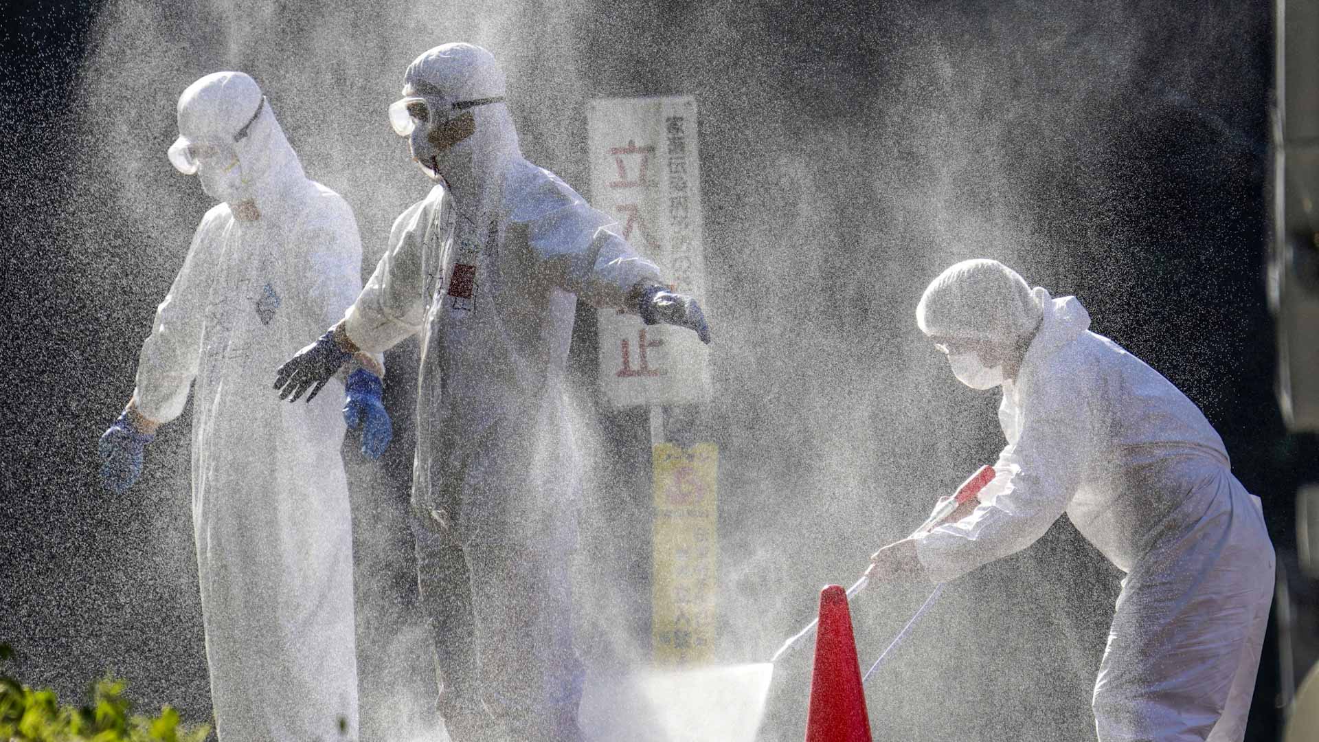 صورة بعنوان: اليابان تعلن عن أول ظهور لإنفلونزا الطيور وتعدم 143 ألف دجاجة 