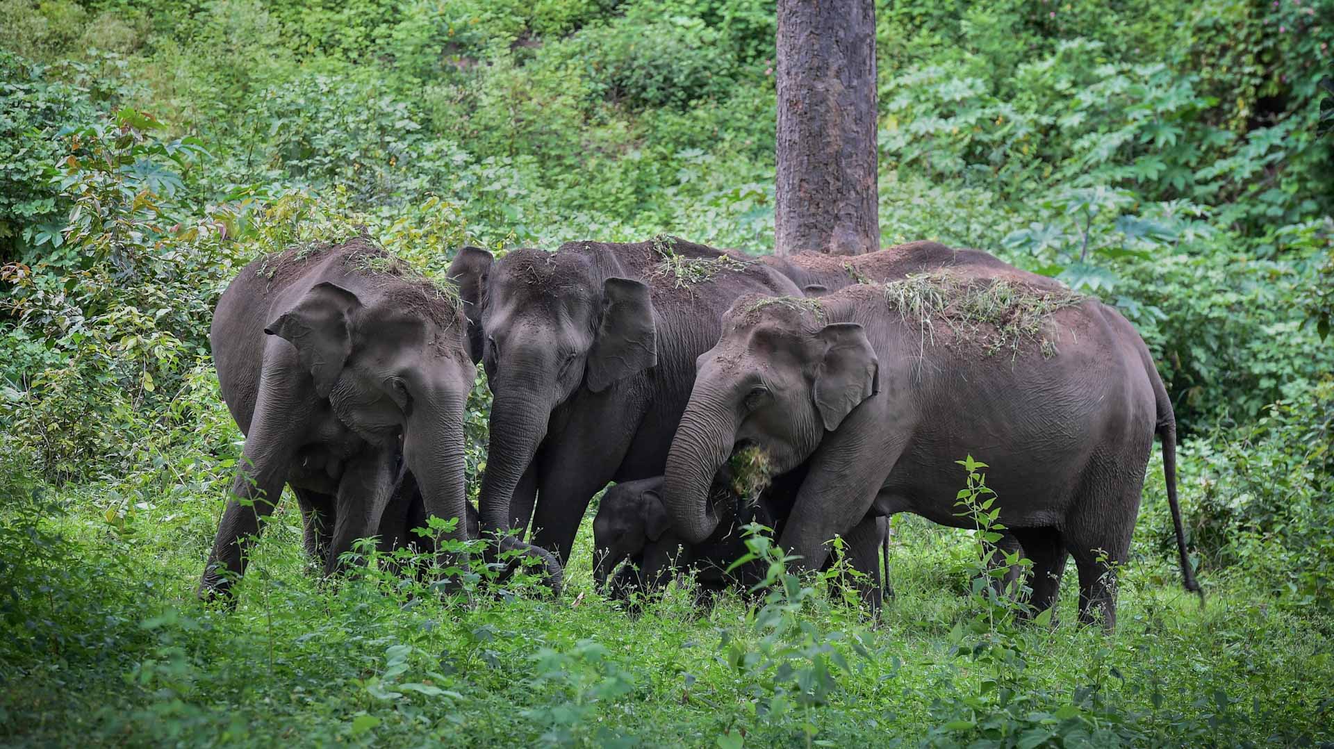 Image for the title: India's born-again elephants repel four-legged rampage 