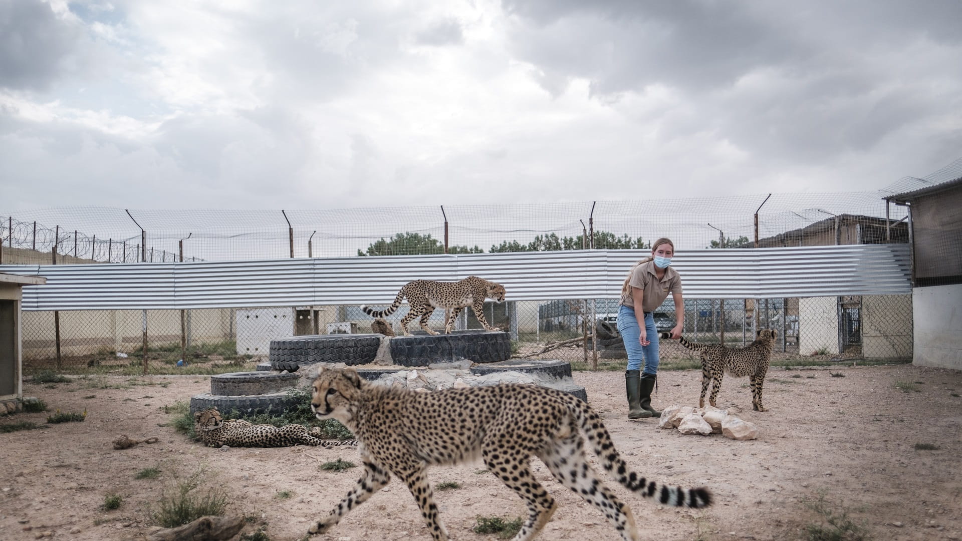 Image for the title: Cheetahs fast running to extinction as cub trade thrives 