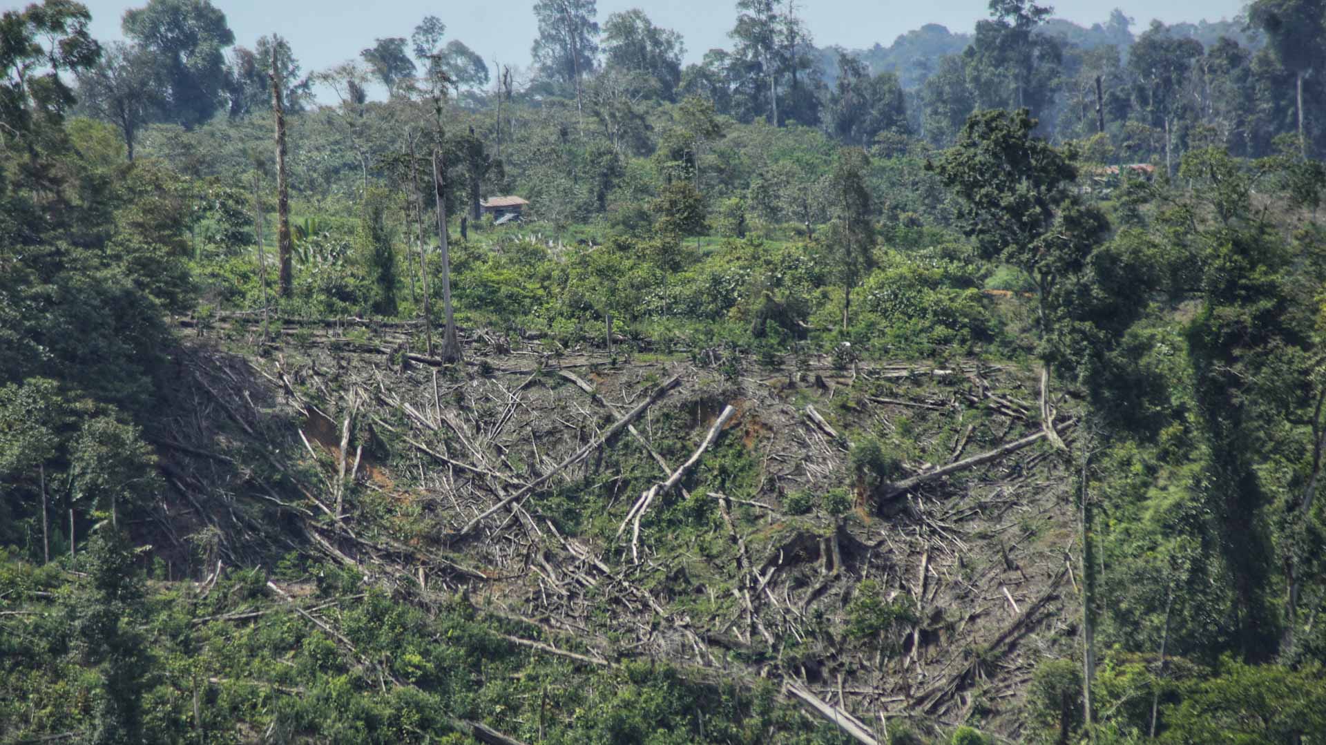 Image for the title: Deforestation drives increasingly deadly heat in Indonesia: study 